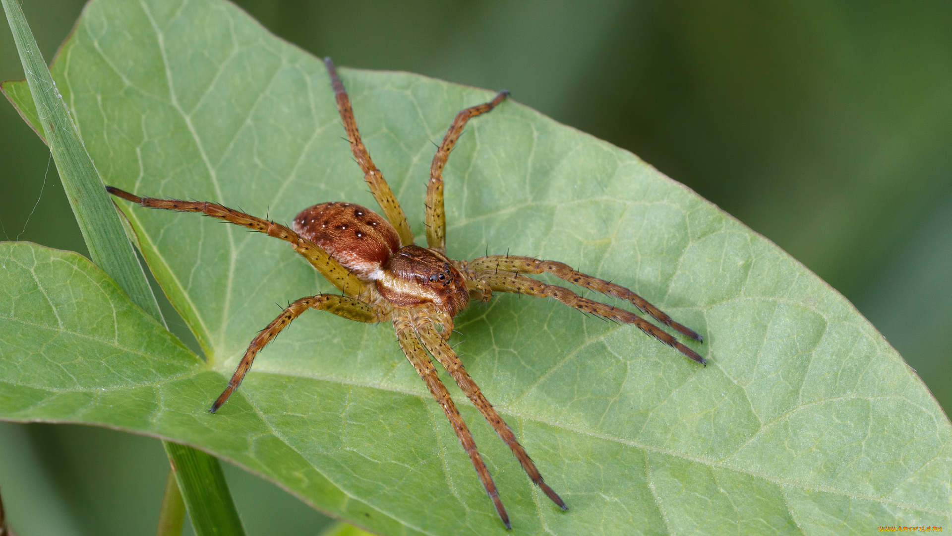 животные, пауки, паук, лист, макро