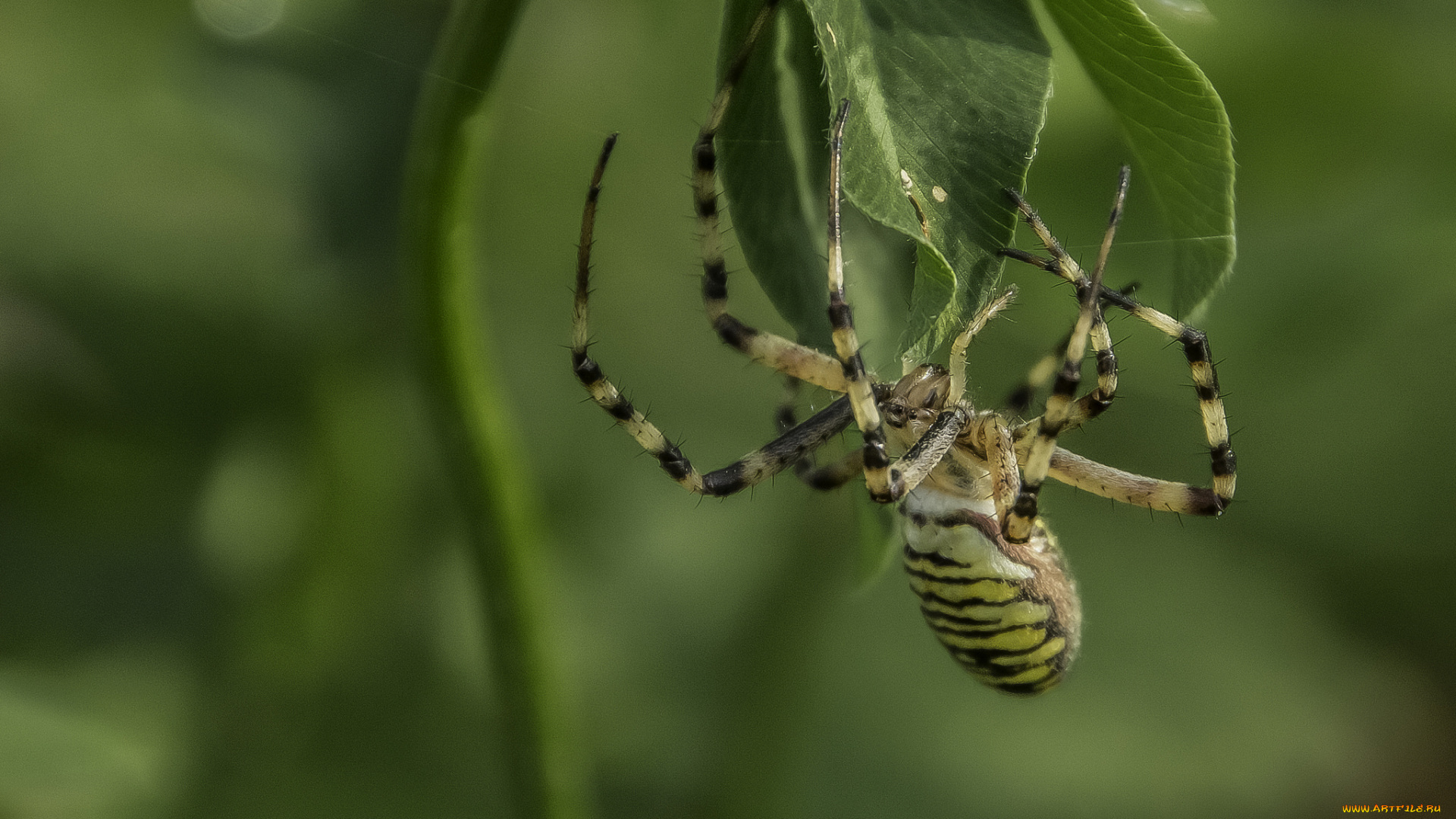 животные, пауки, паук, макро