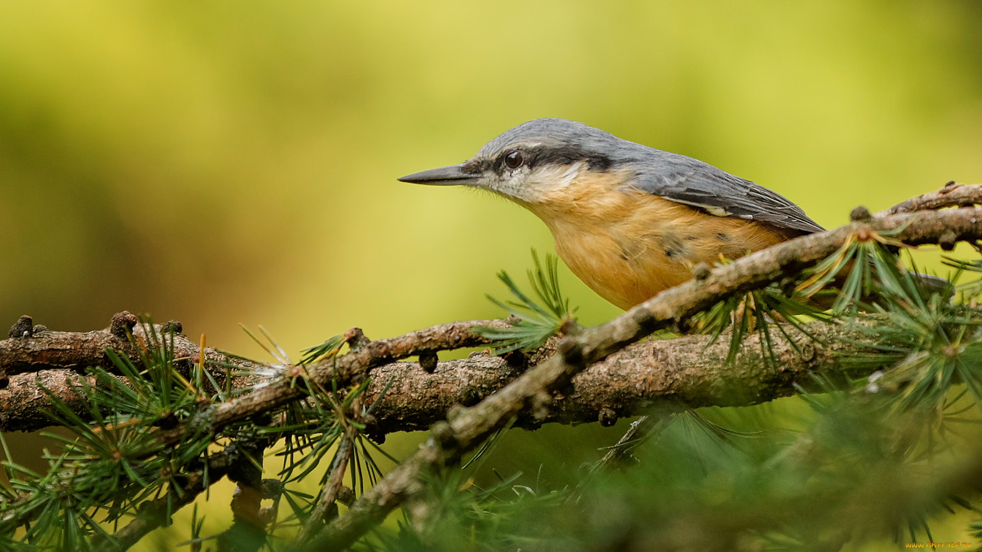 животные, поползни, поползень
