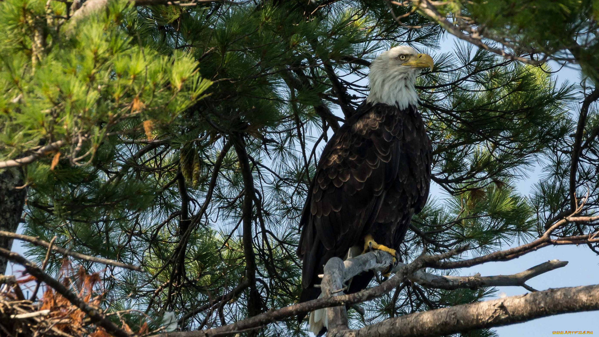 животные, птицы, -, хищники, белоголовый, орлан
