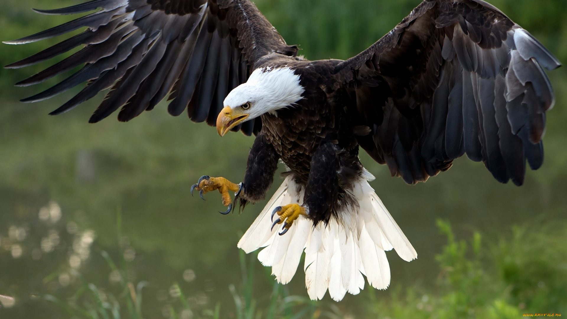 животные, птицы, -, хищники, хищник, птица, ястреб, белоголовый, орлан, крылья