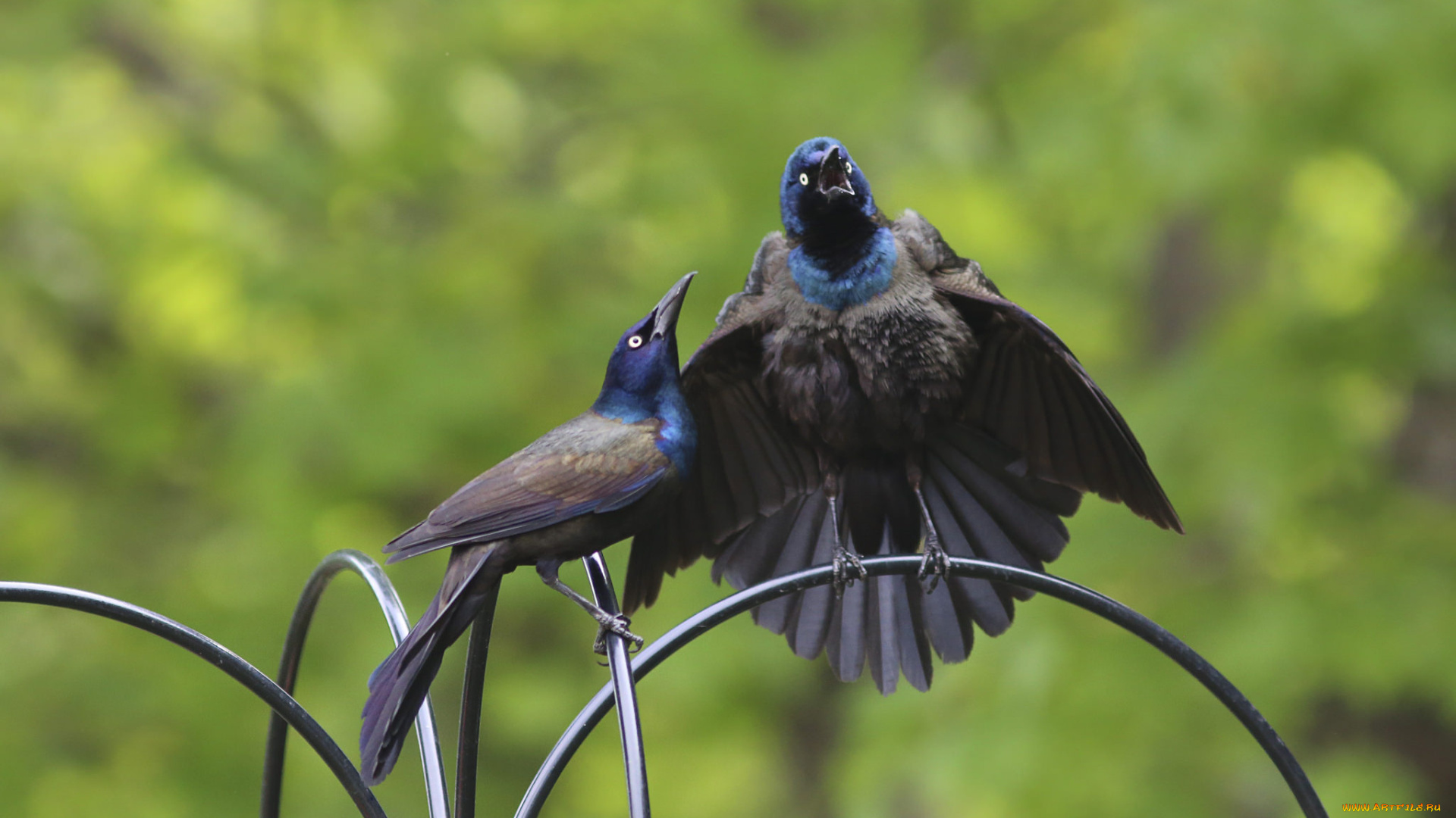 животные, птицы, пара