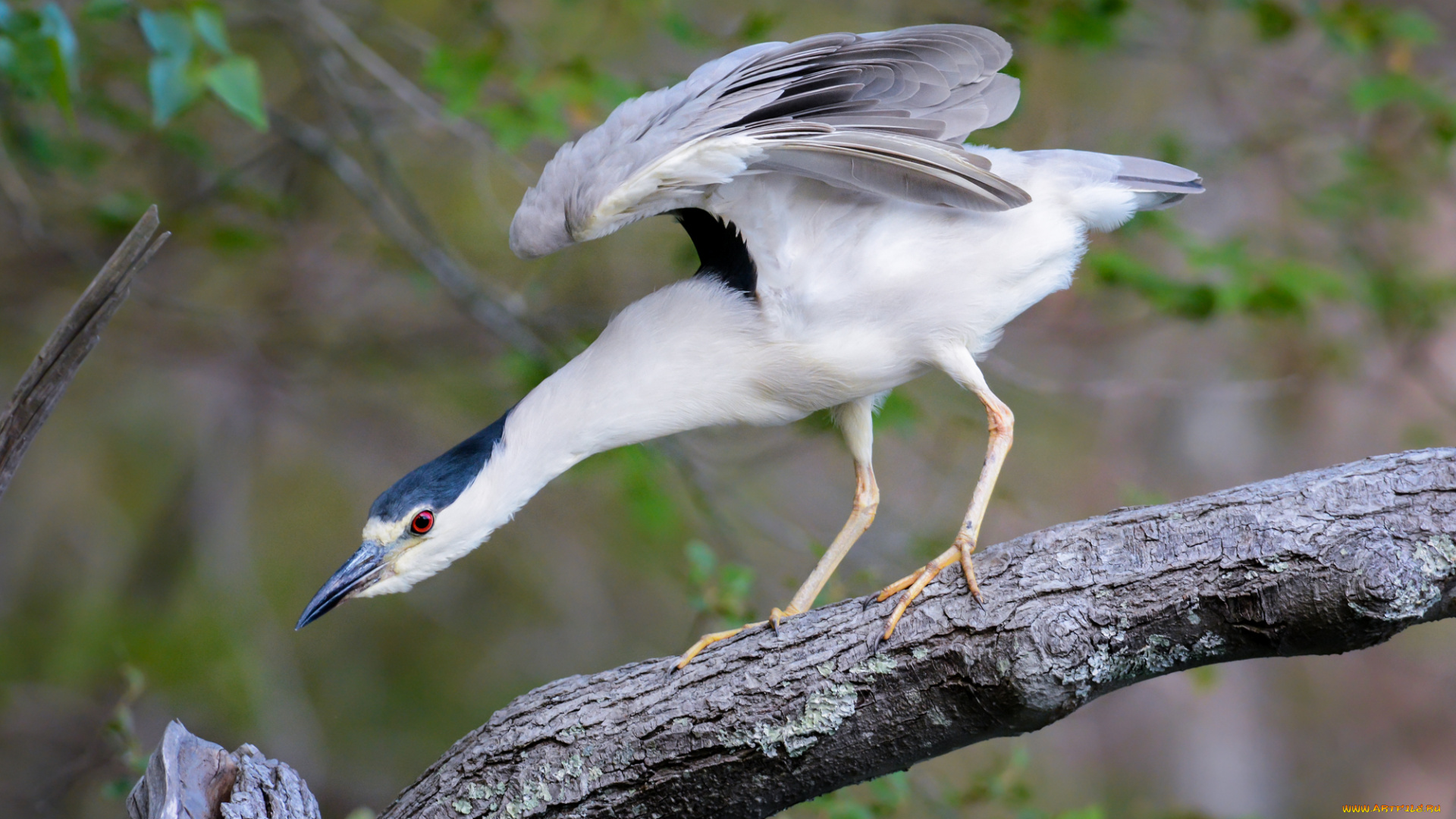 животные, птицы, природа, птица, фон