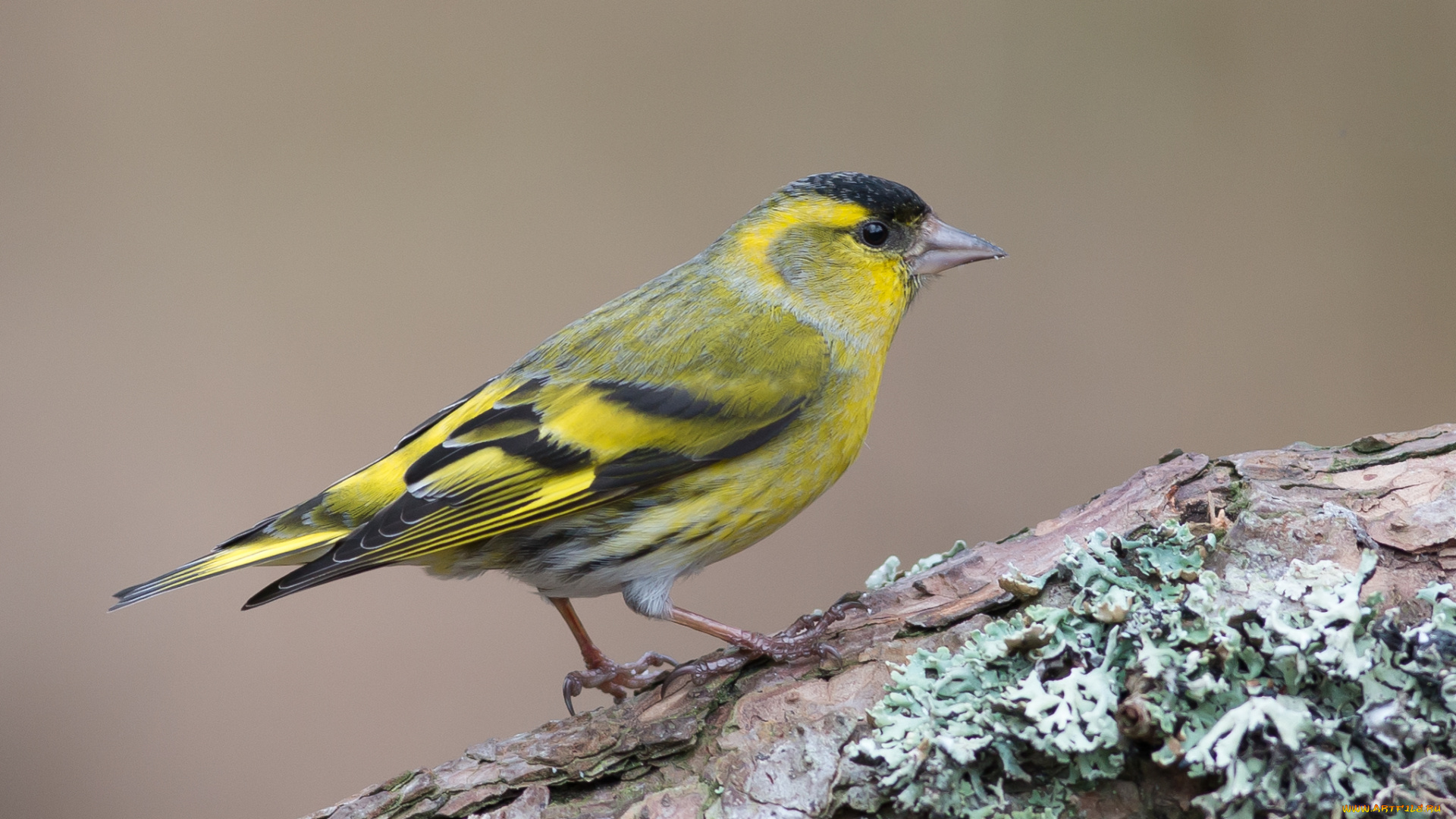 животные, птицы, птичка