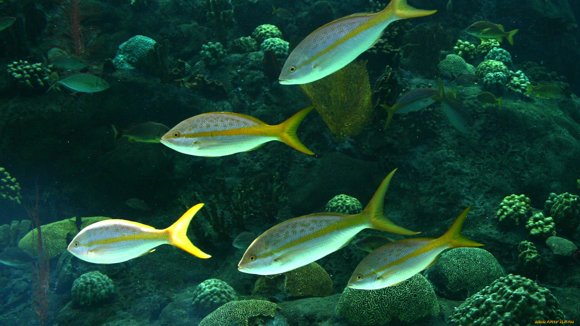 животные, рыбы, аквариум, камни, кораллы, рыбки