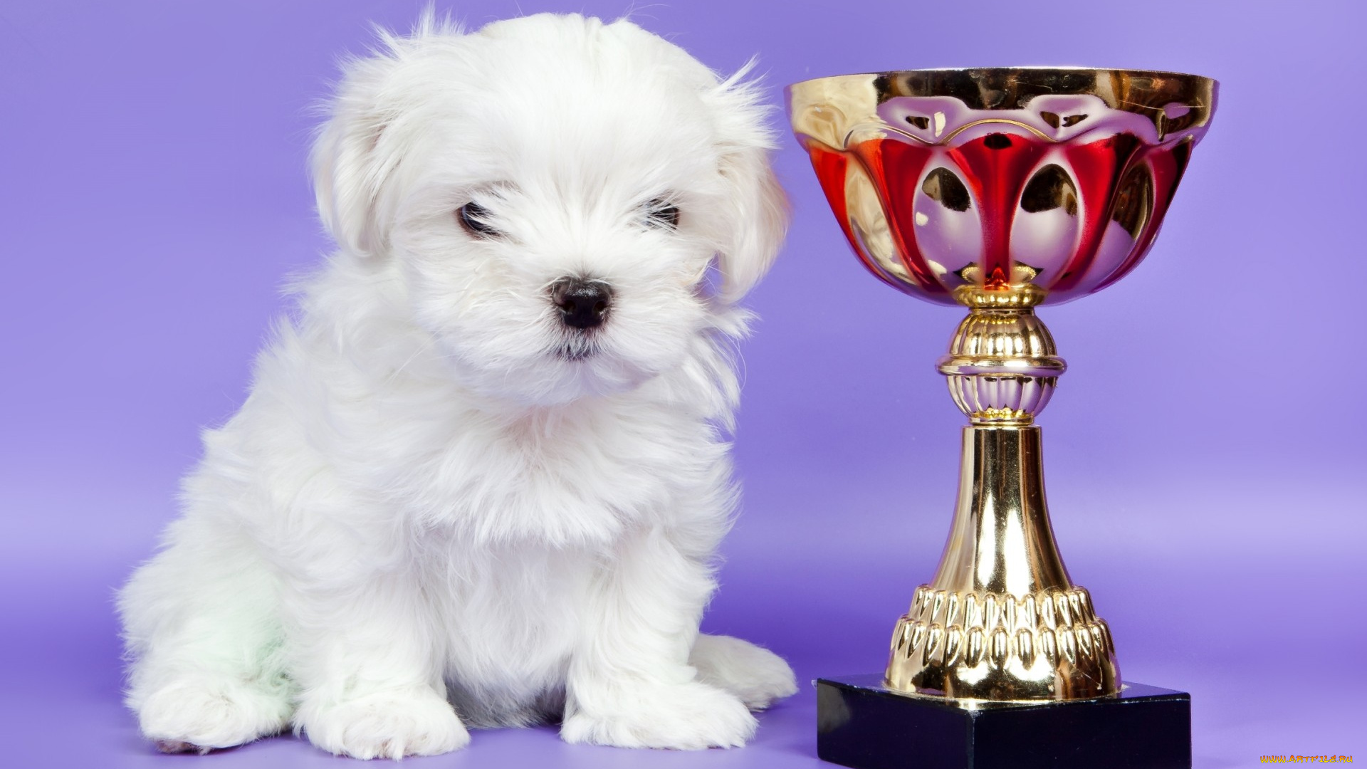 животные, собаки, белый, кубок, малыш, щенок