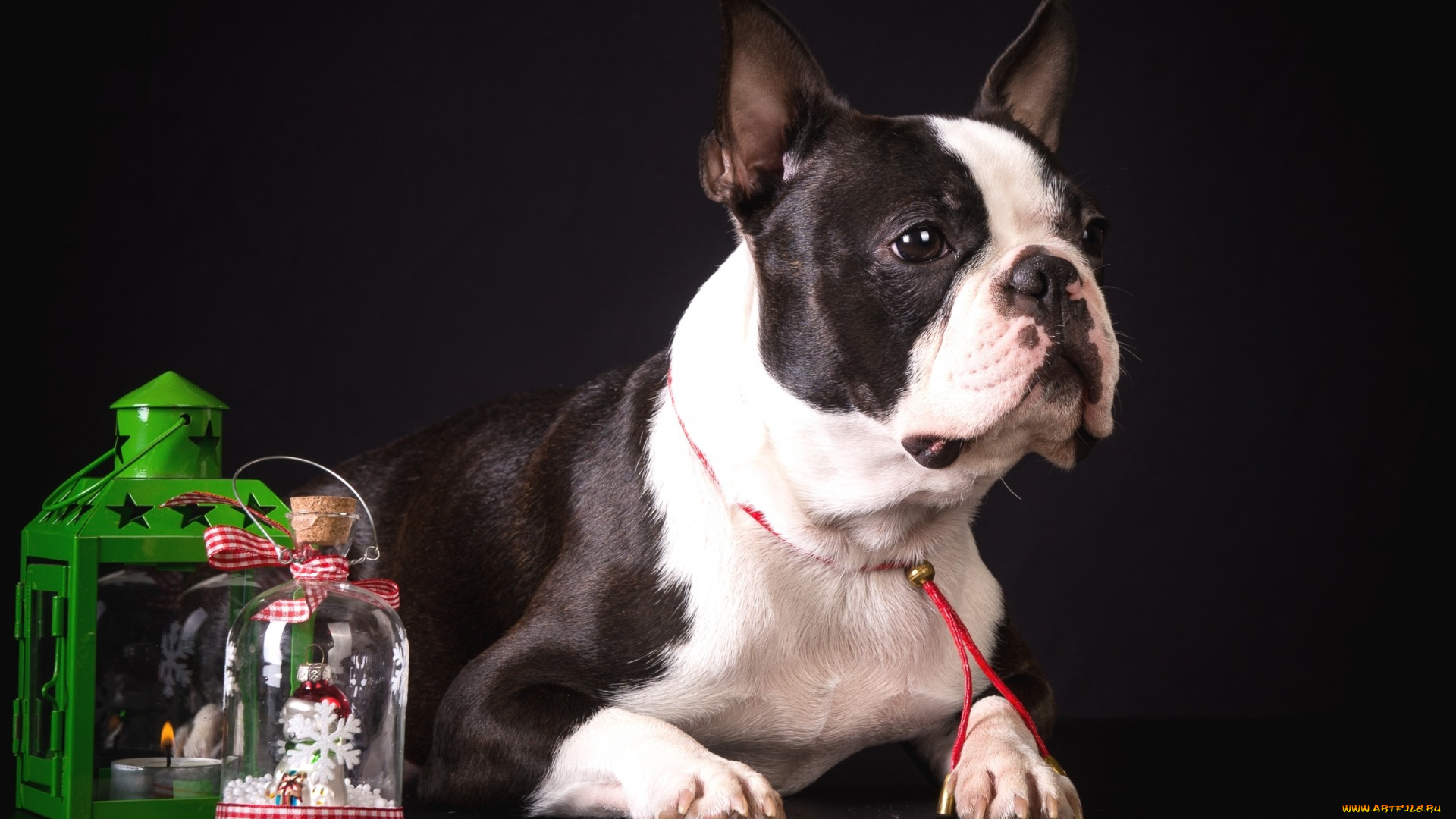 животные, собаки, декор, пятнистый, французский, бульдог