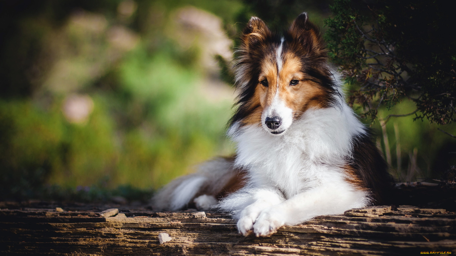 животные, собаки, друг, взгляд, собака