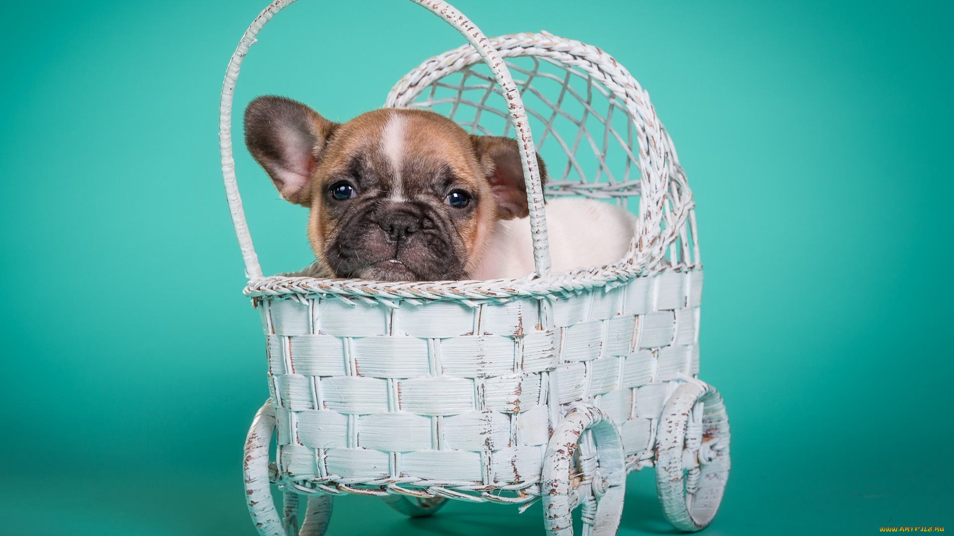 животные, собаки, французский, бульдог, щенок, мордочка, портрет, милый