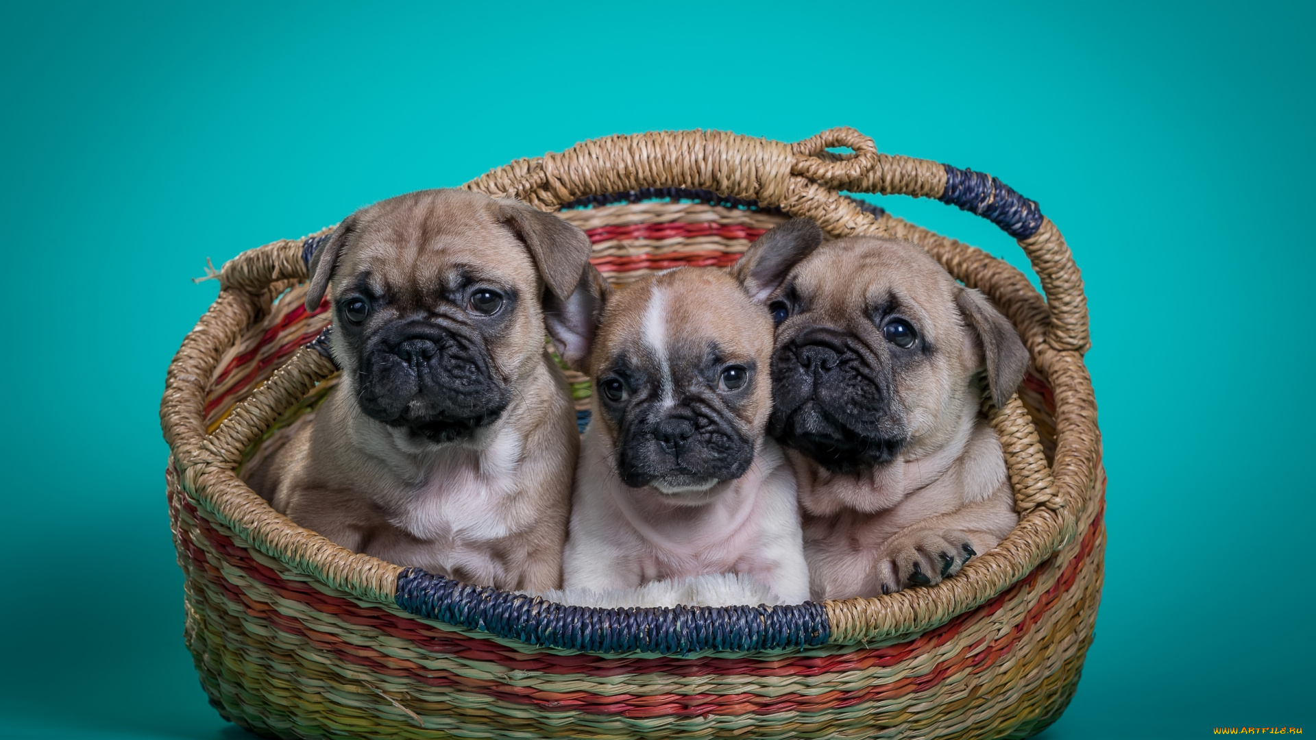 животные, собаки, французский, бульдог, щенки, корзина, трио