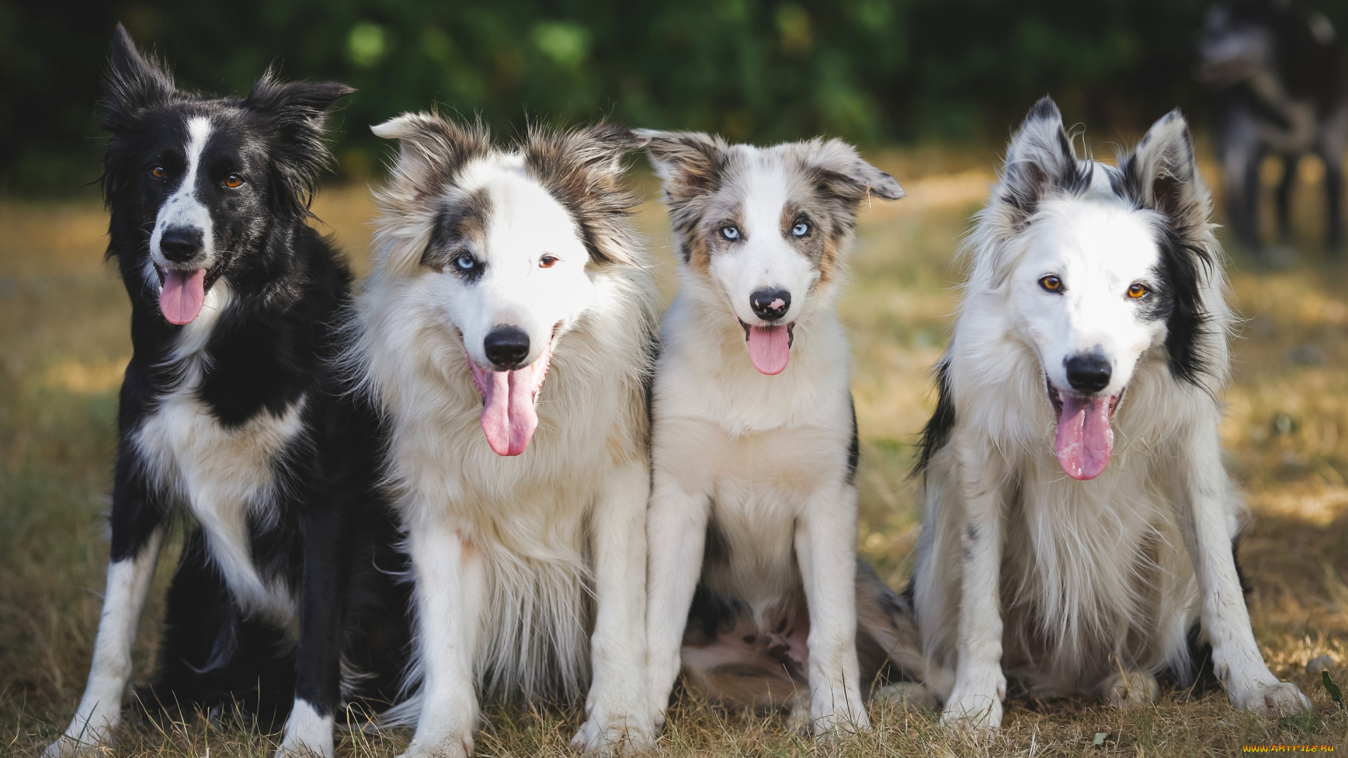 животные, собаки, квартет, друзья