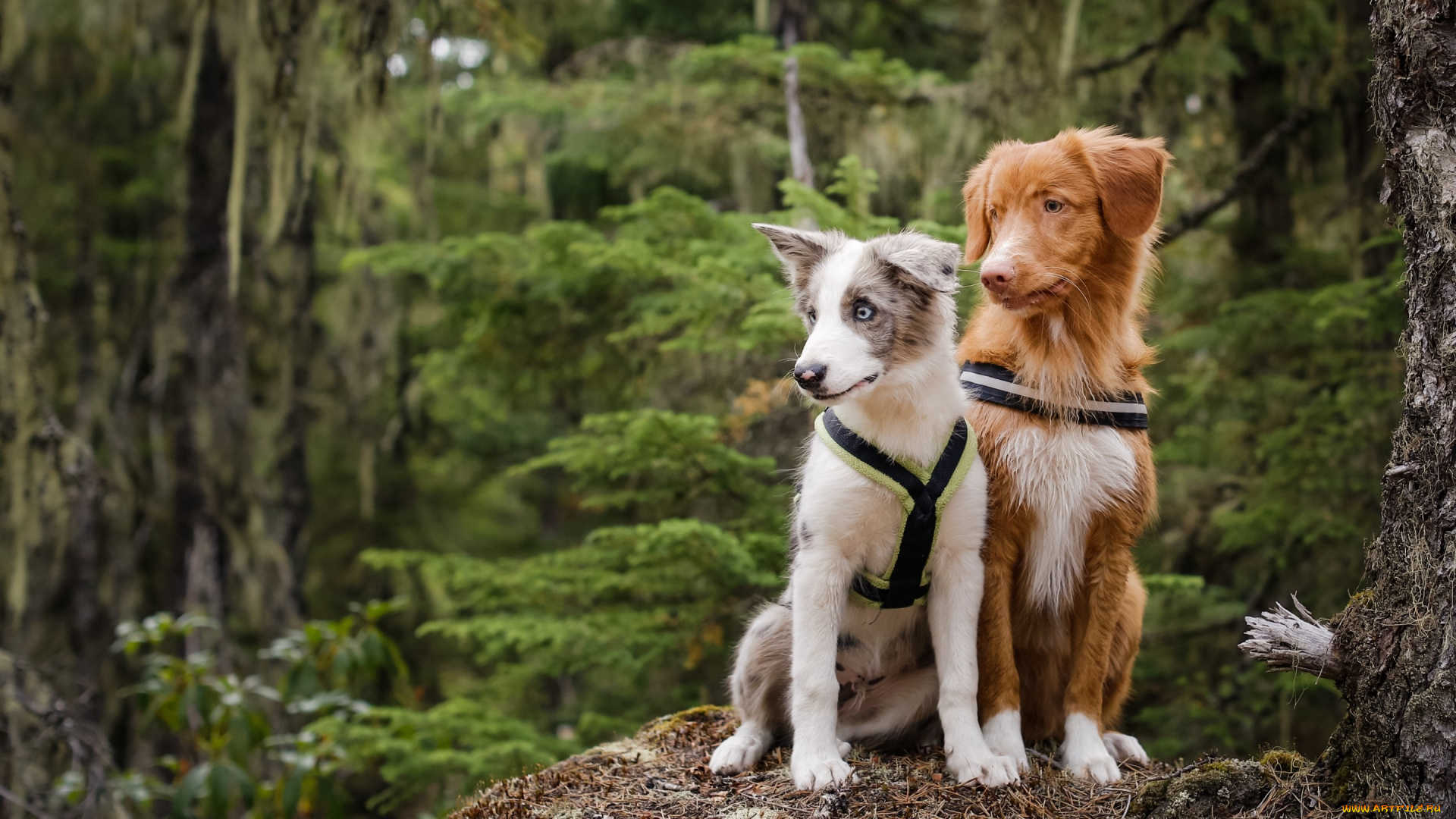 животные, собаки, парочка, лес