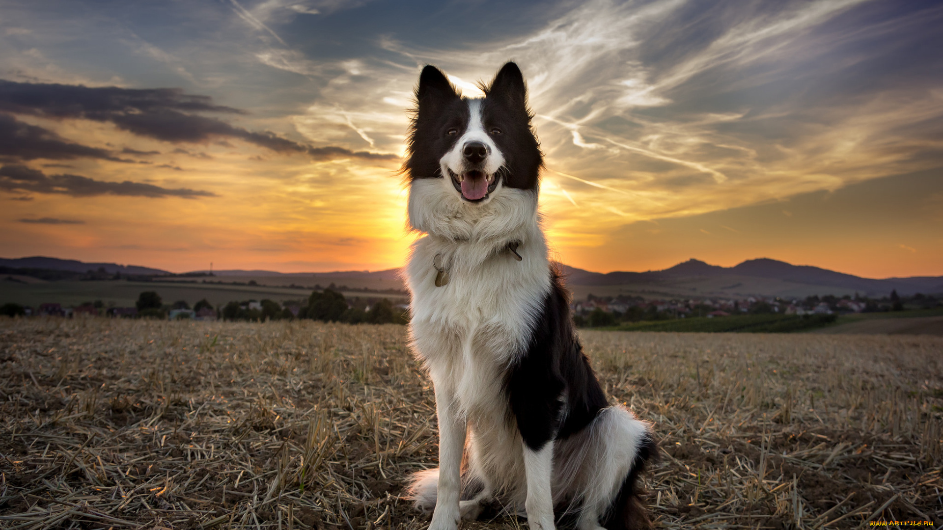 животные, собаки, пес