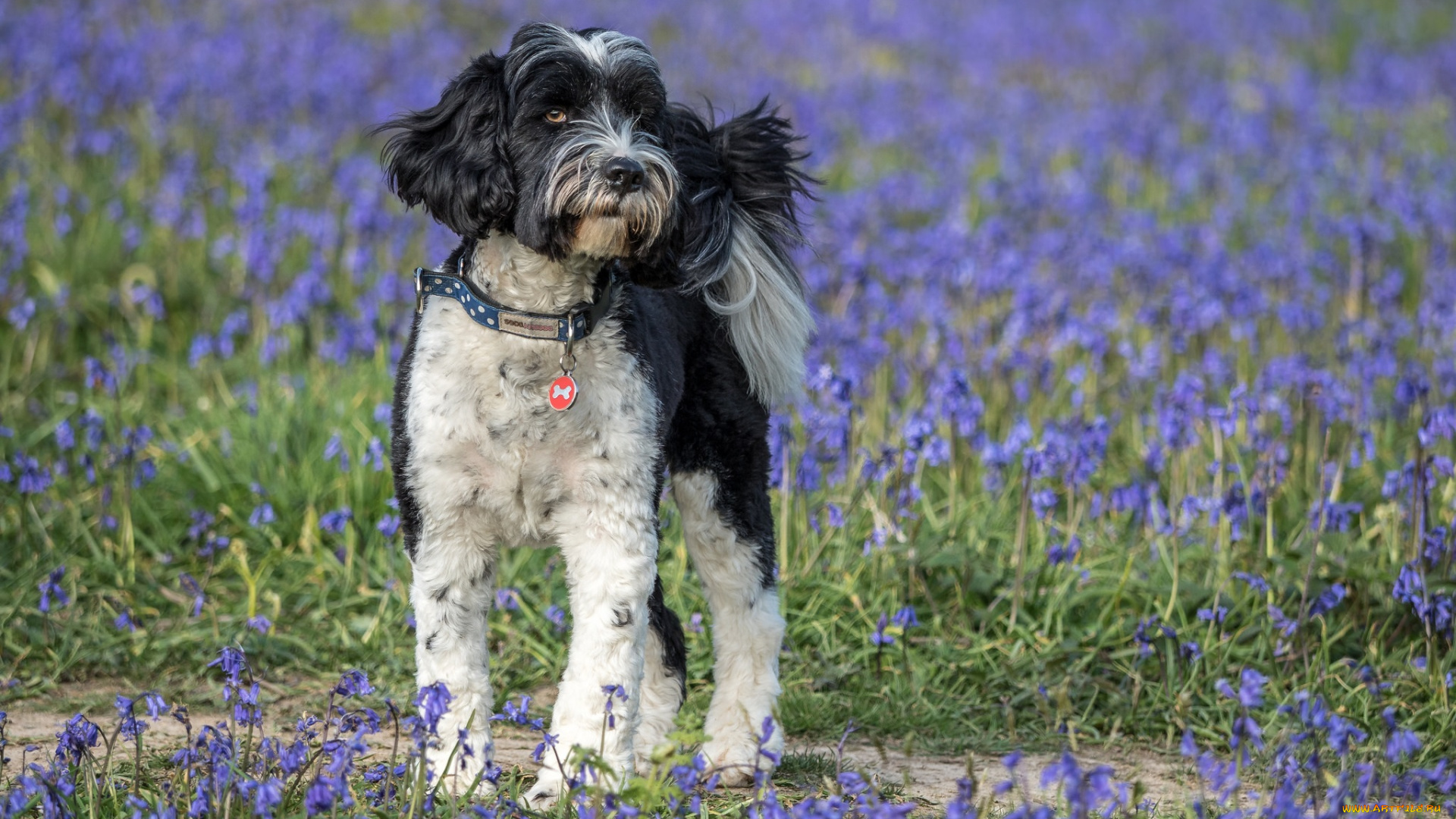 животные, собаки, пес
