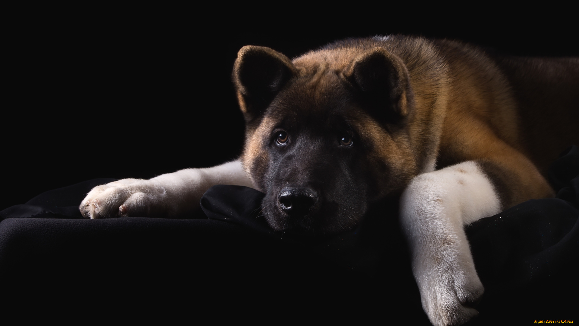 животные, собаки, портрет, пёс, грусть, морда, американская, акита