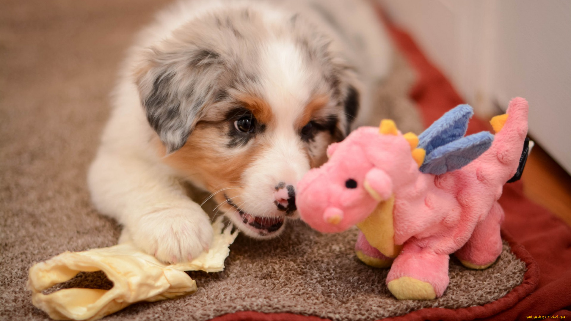 животные, собаки, собака, щенок, игрушка
