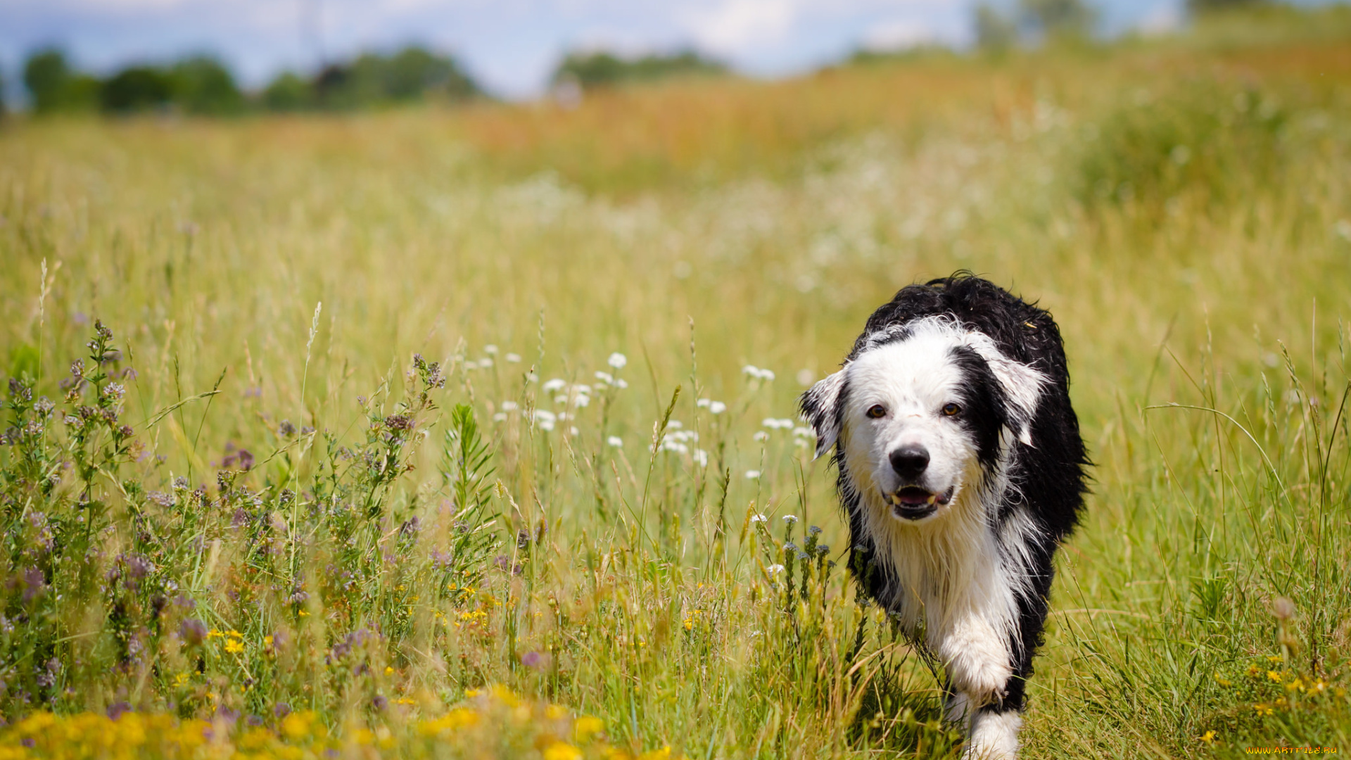 животные, собаки, собака, взгляд, друг, лето