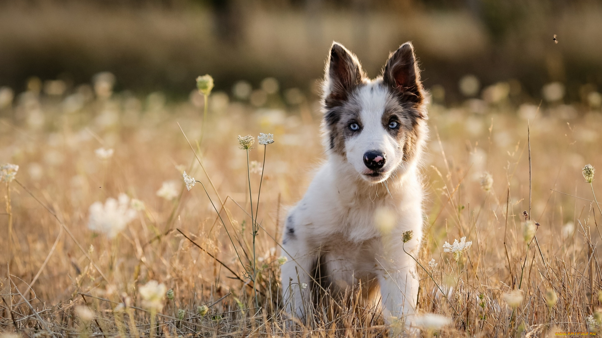животные, собаки, трава, собака, щенок, луг