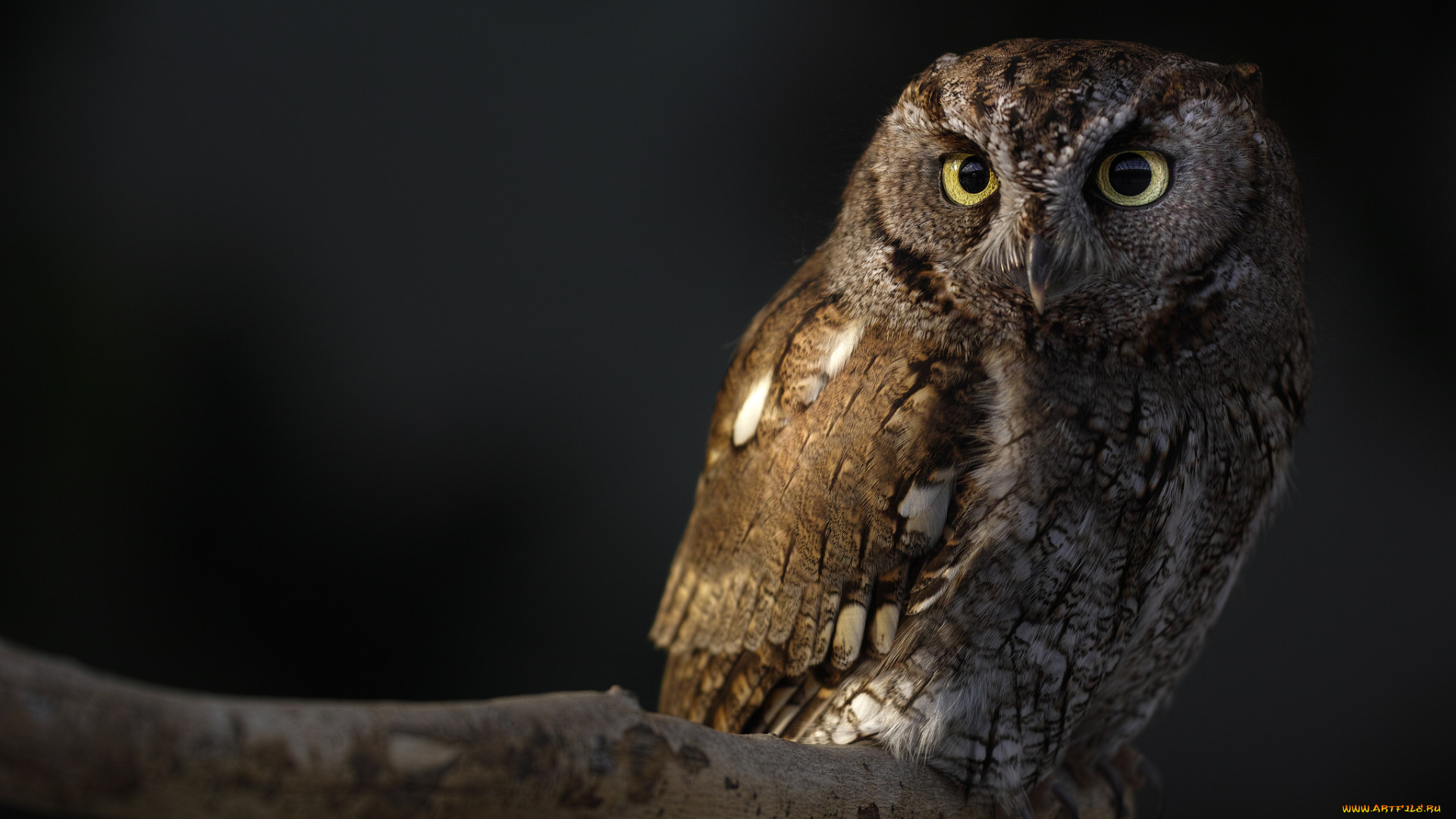 животные, совы, ночь, сова