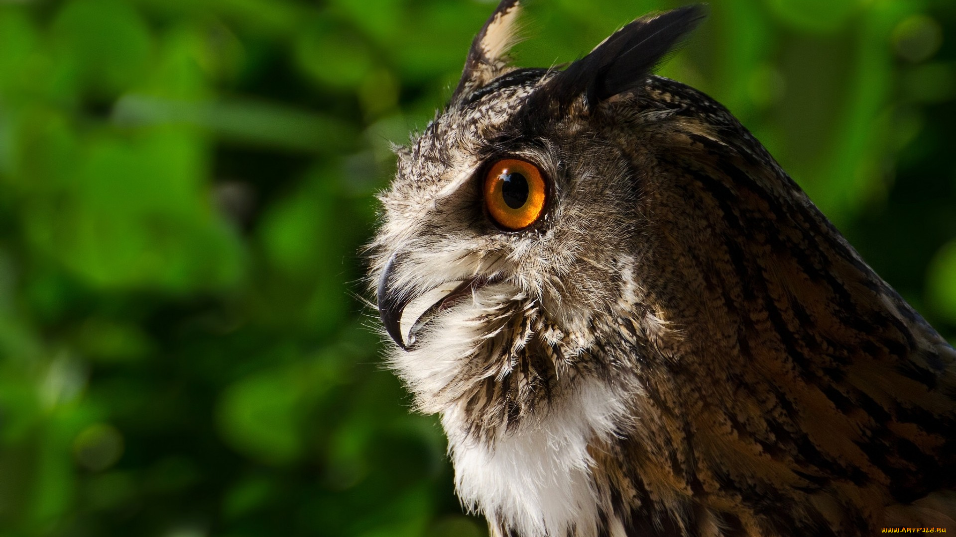 животные, совы, сова, профиль, птица, филин, портрет