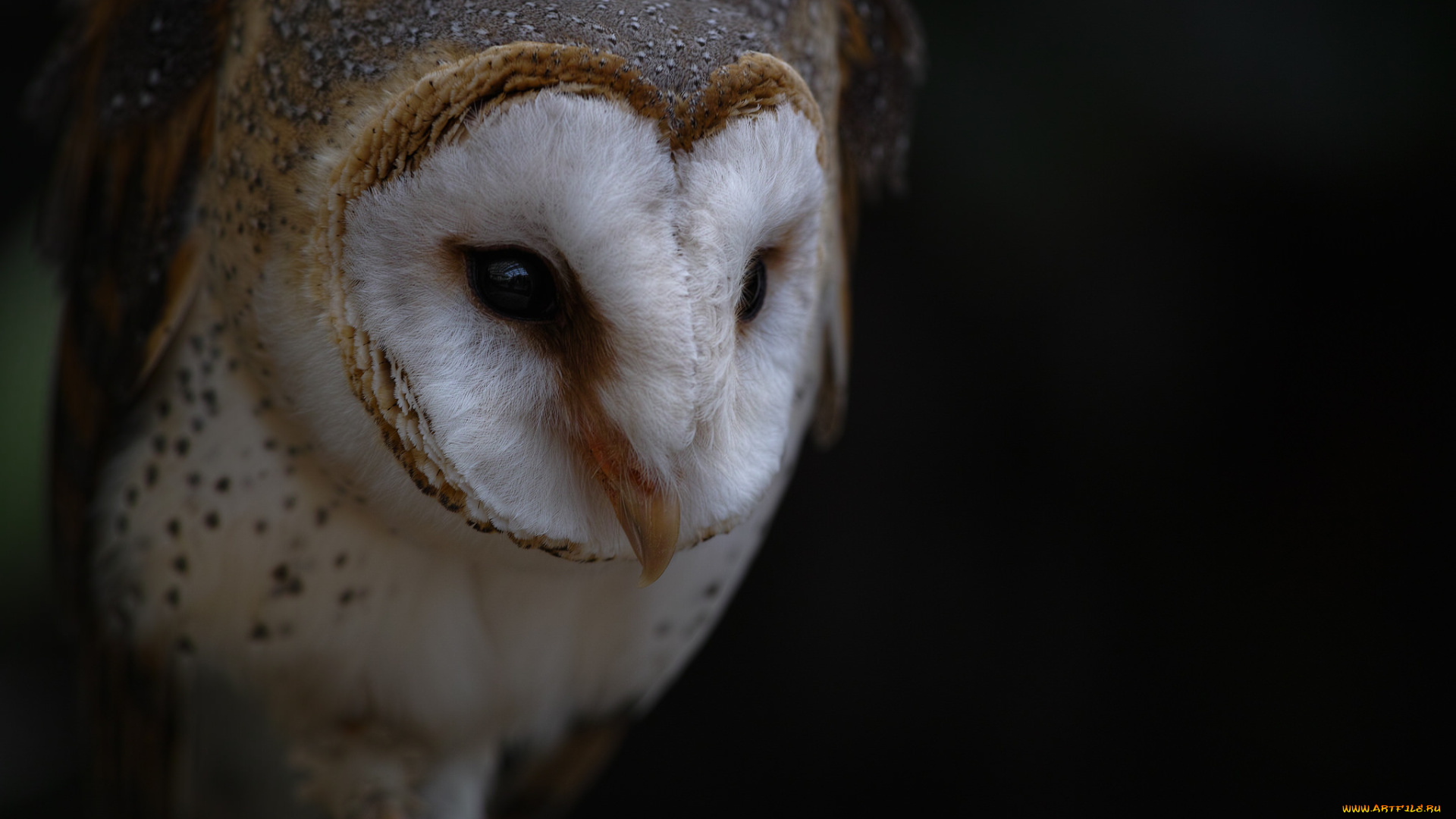 животные, совы, сова, сипуха