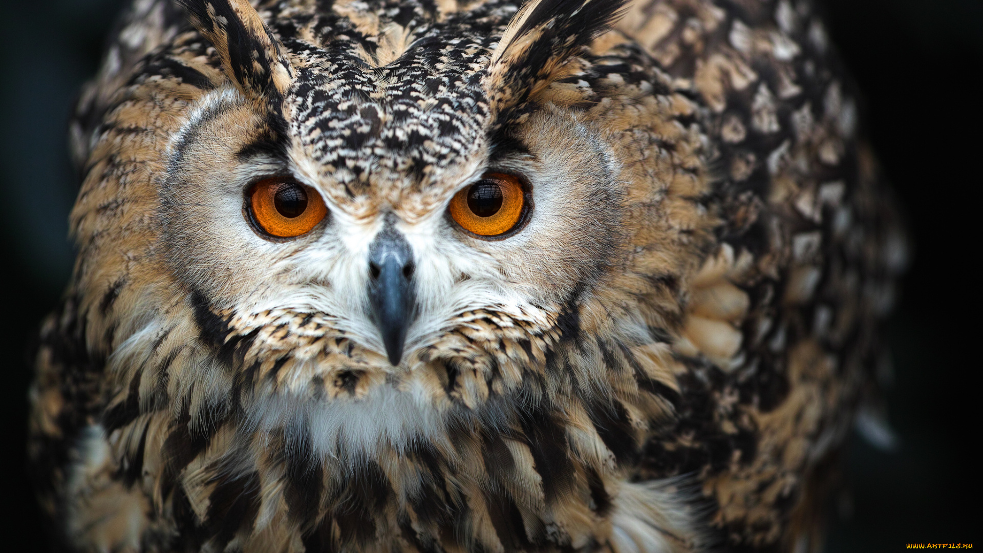 животные, совы, сова, взгляд