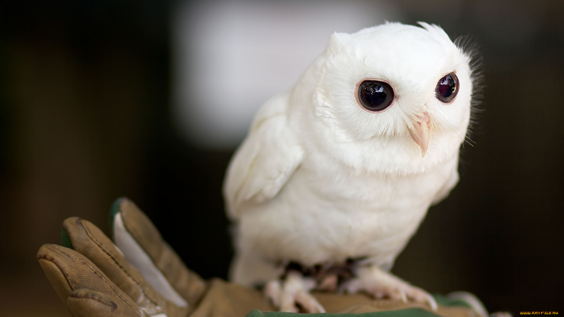 животные, совы, совенок