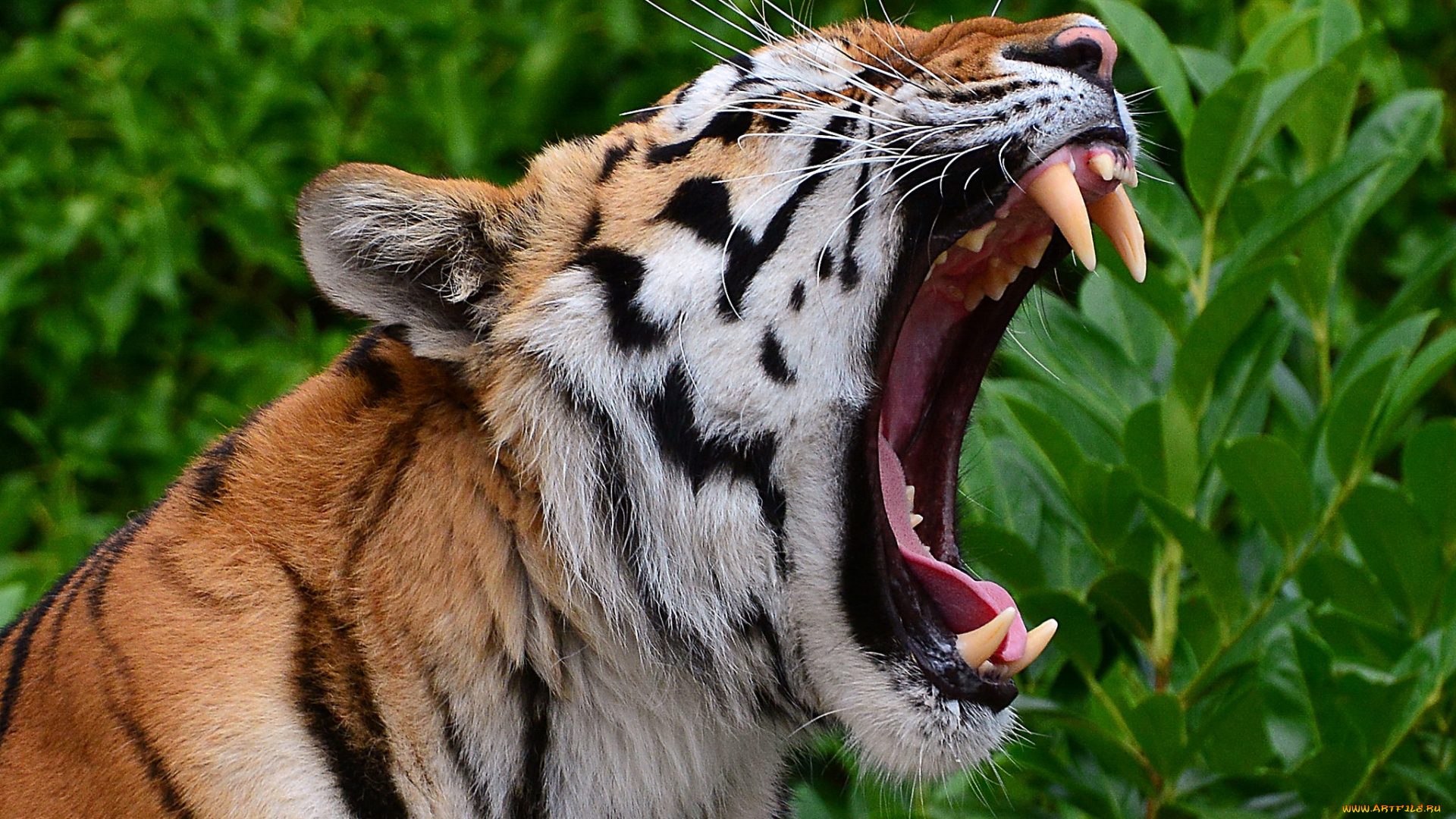 животные, тигры, тигр