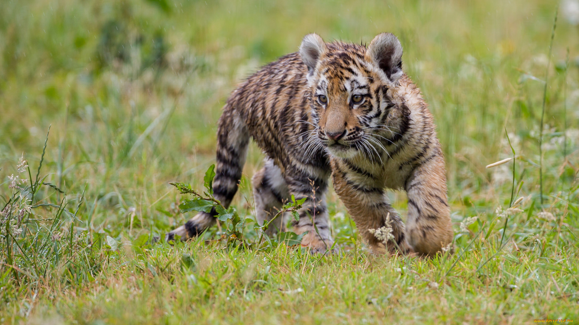 животные, тигры, тигренок