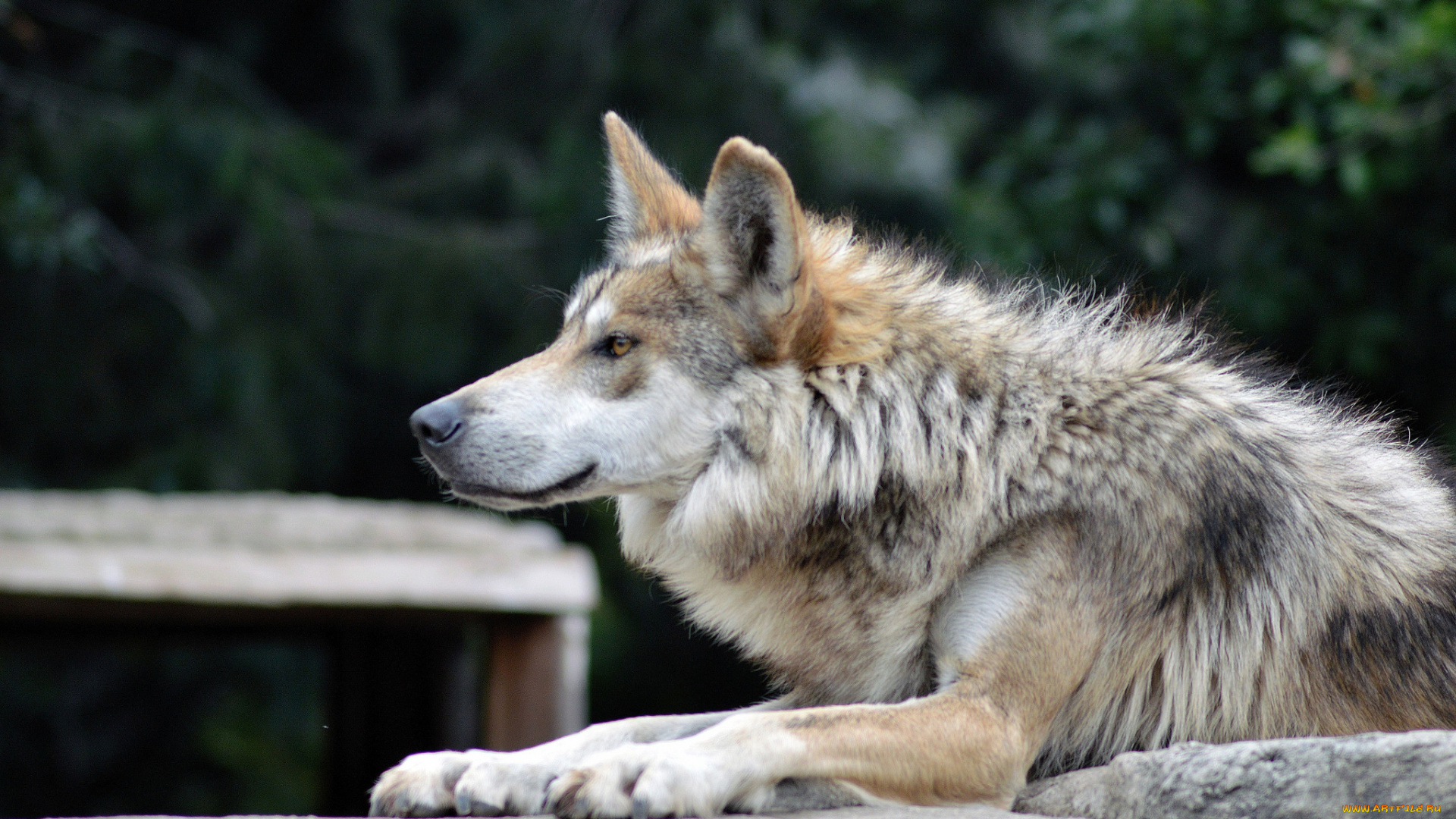 животные, волки, , койоты, , шакалы, волк