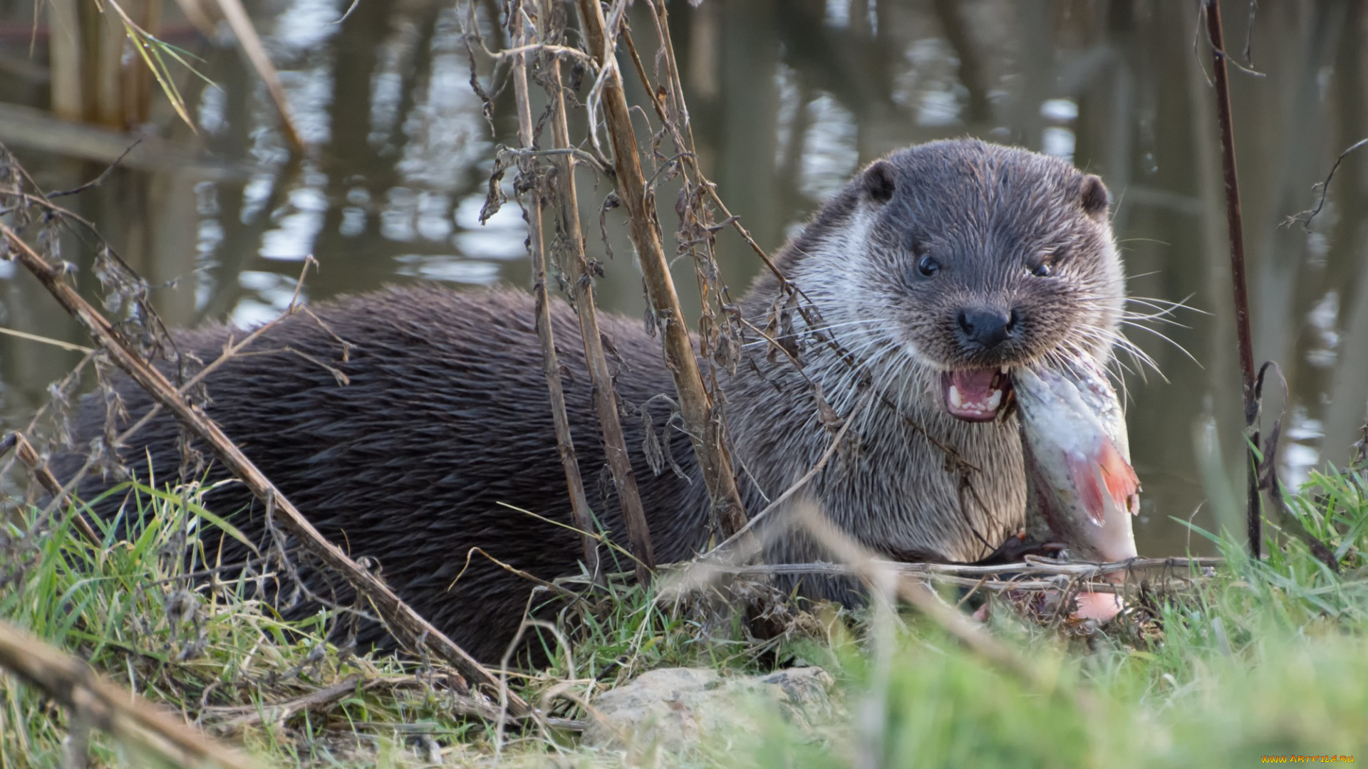 животные, выдры, , каланы, , ондатры, завтрак