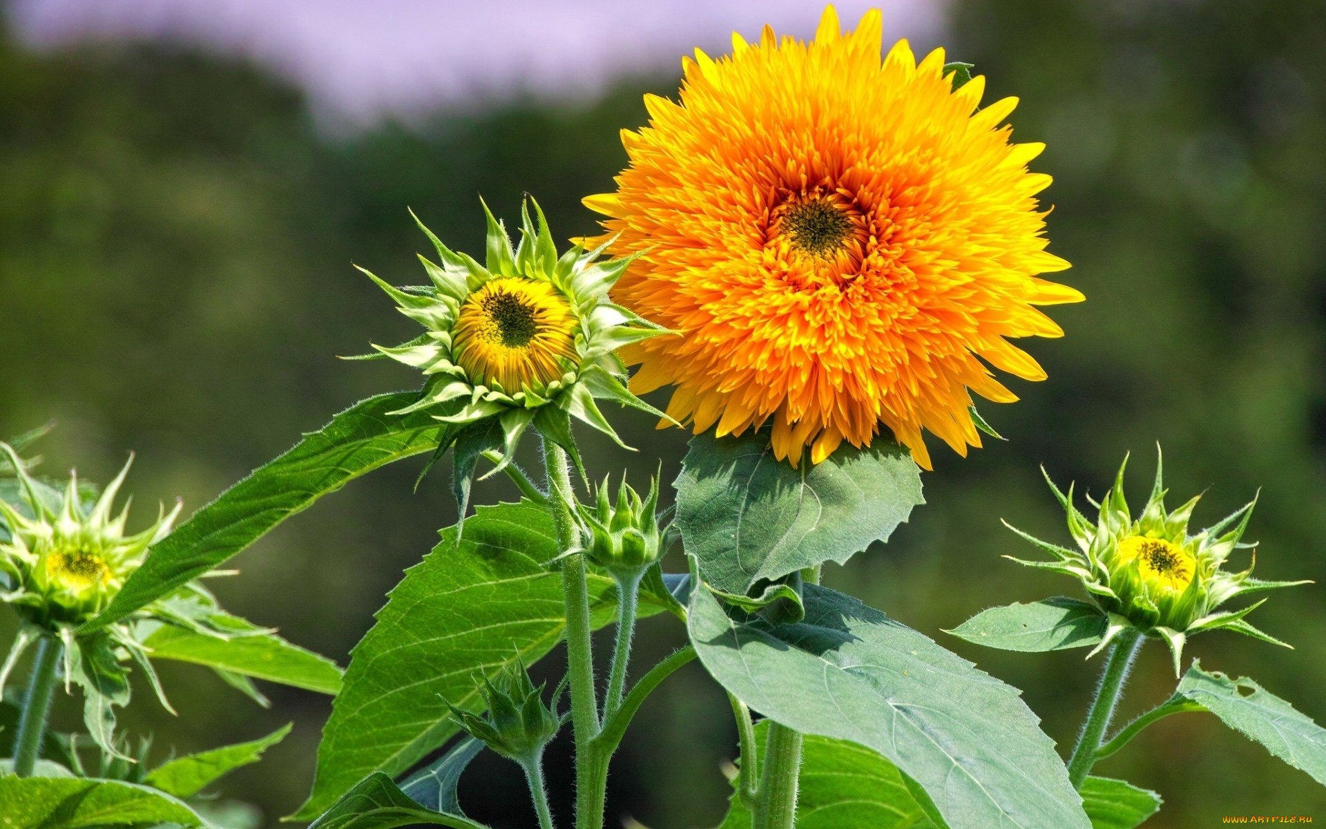цветы, подсолнухи, подсолнух, лепестки, желтый