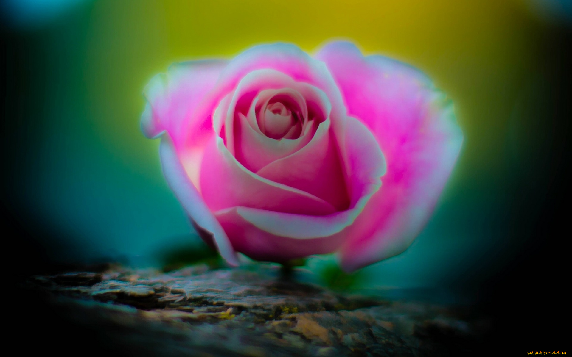 цветы, розы, макро, бутон, роза