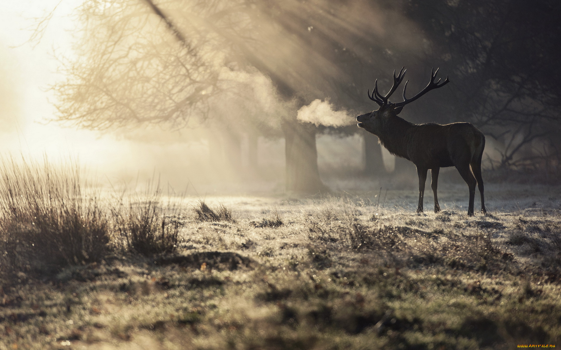 животные, олени, природа, утро, олень