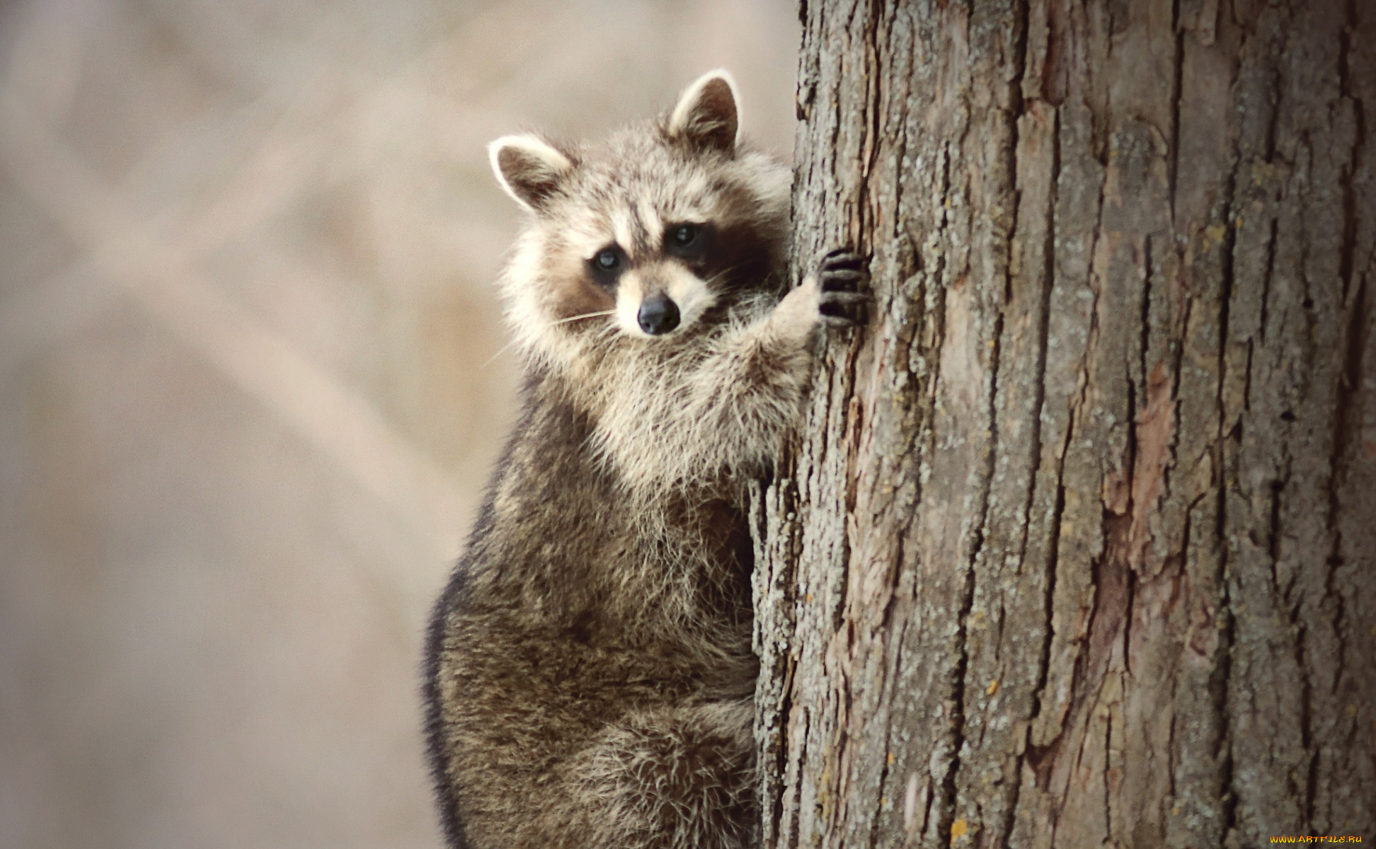 животные, еноты, енот