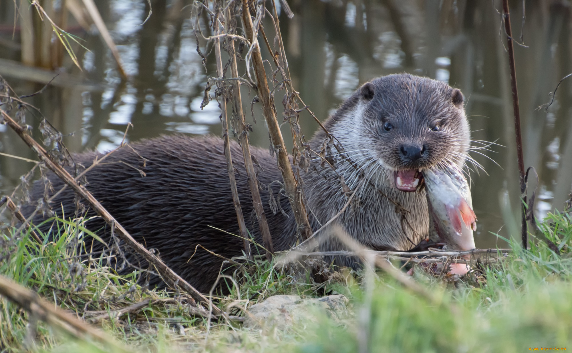 животные, выдры, , каланы, , ондатры, завтрак