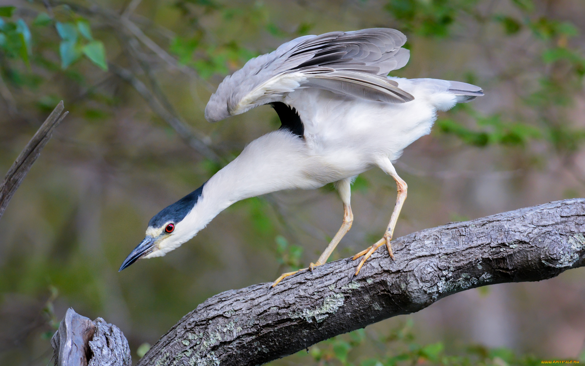 животные, птицы, природа, птица, фон