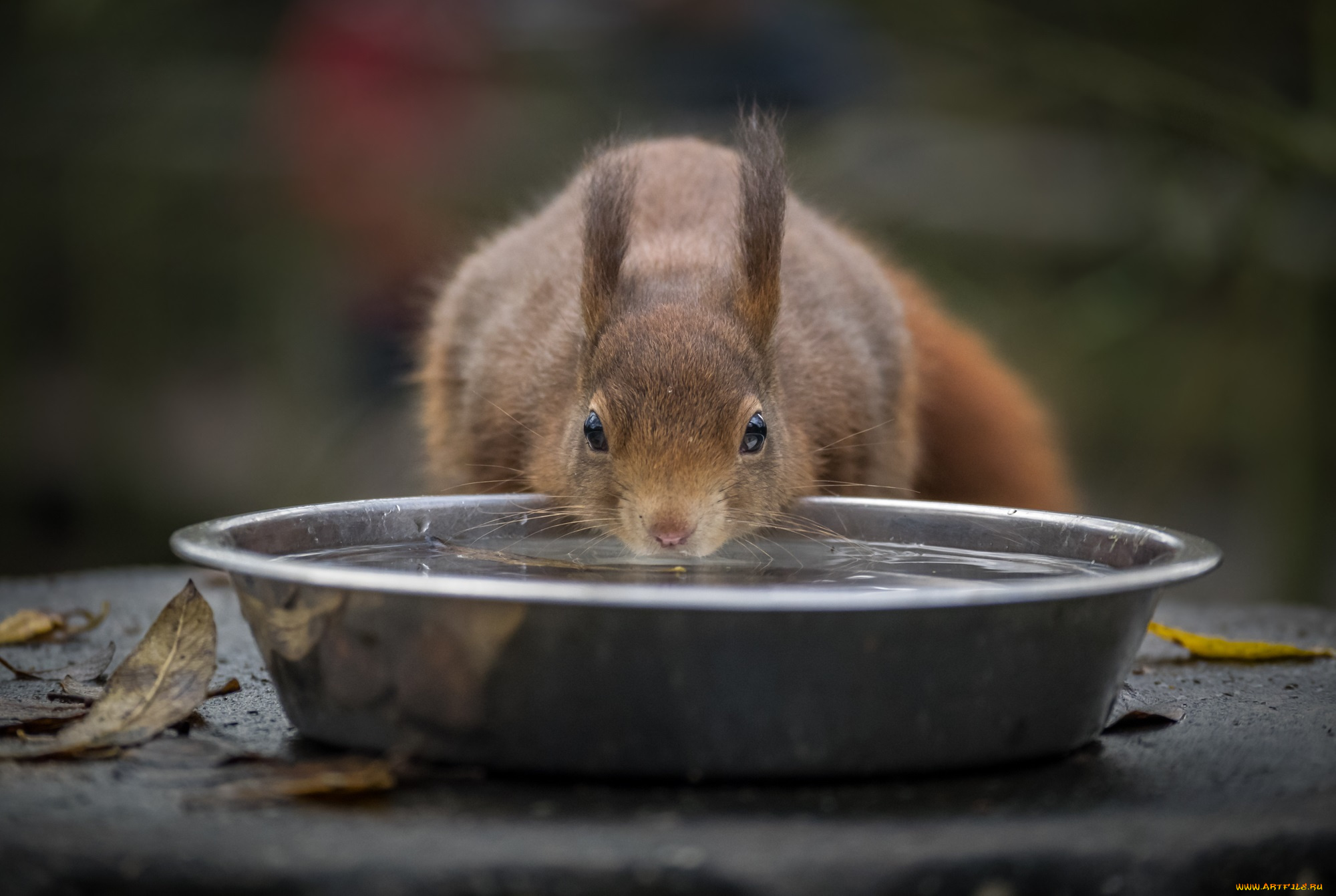 животные, белки, белка