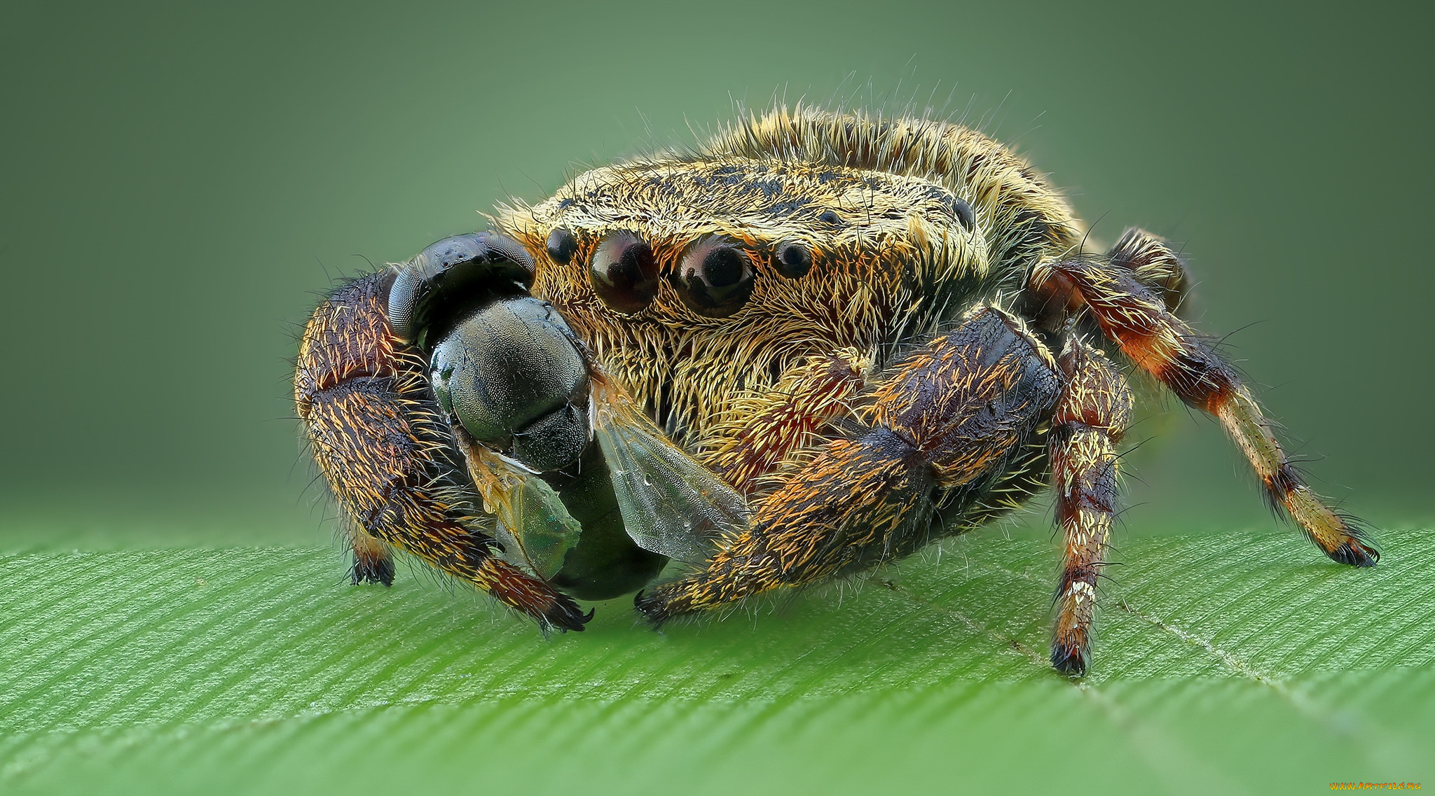 животные, пауки, паучок