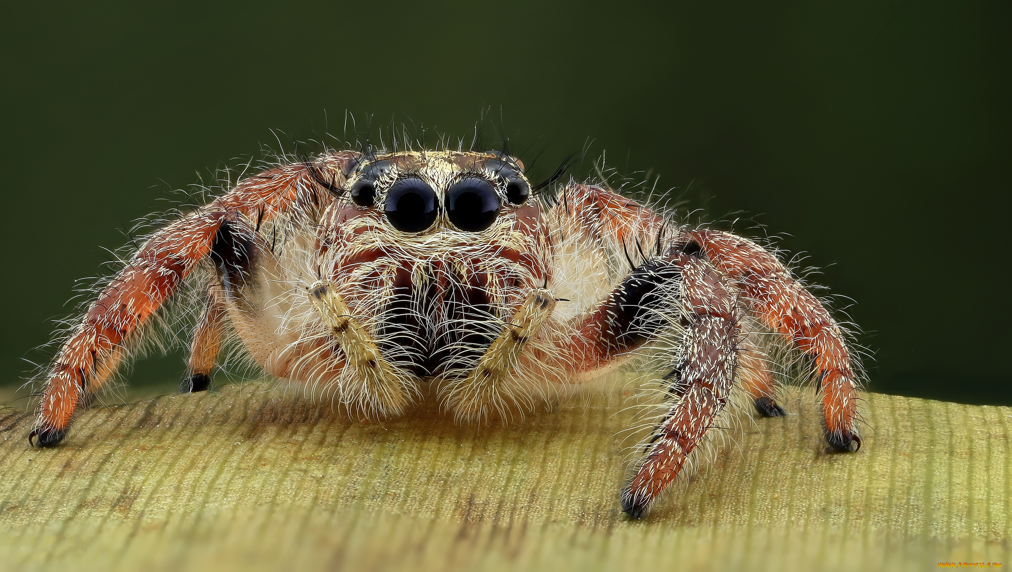 животные, пауки, паучок