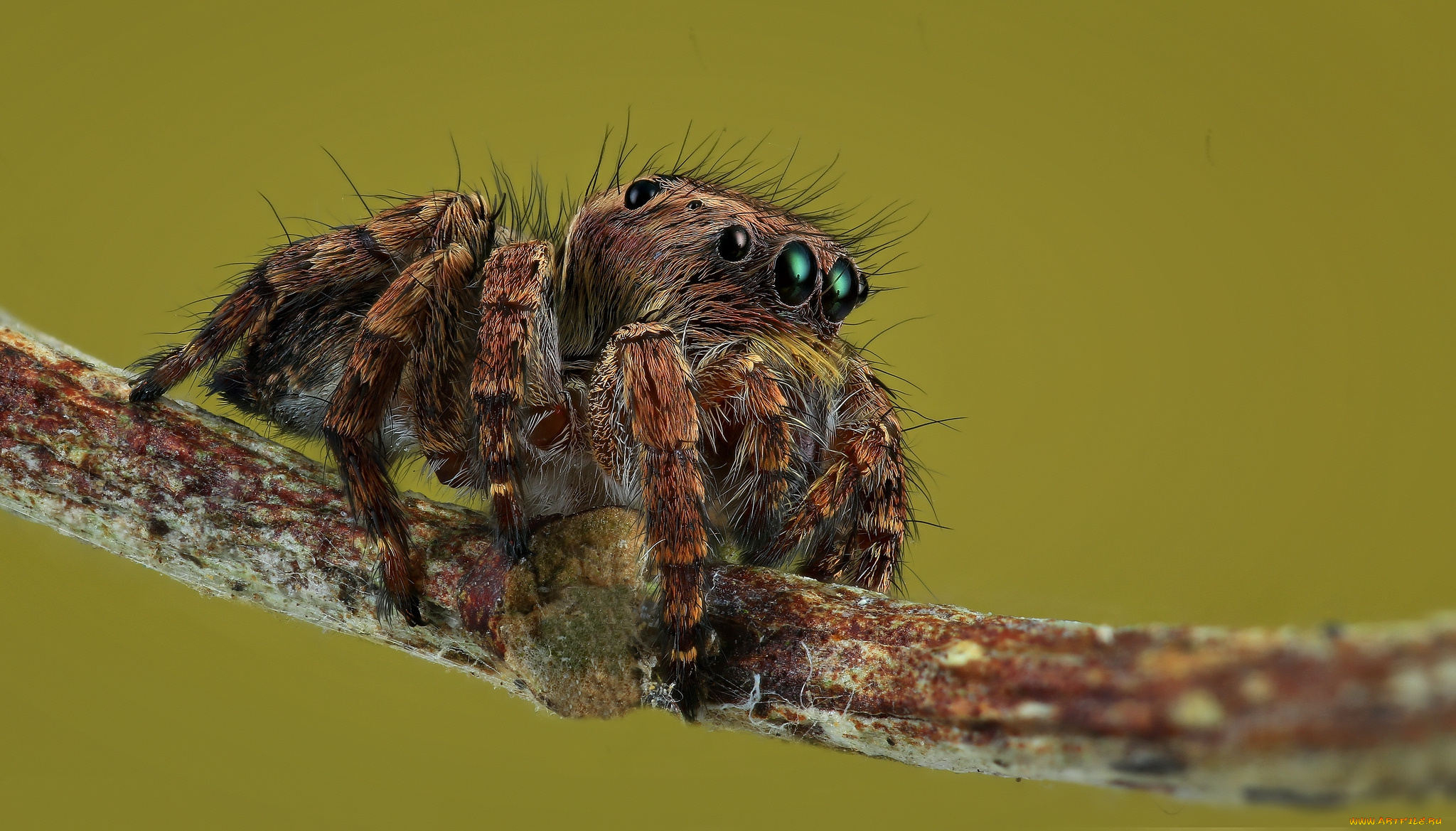 животные, пауки, паучок