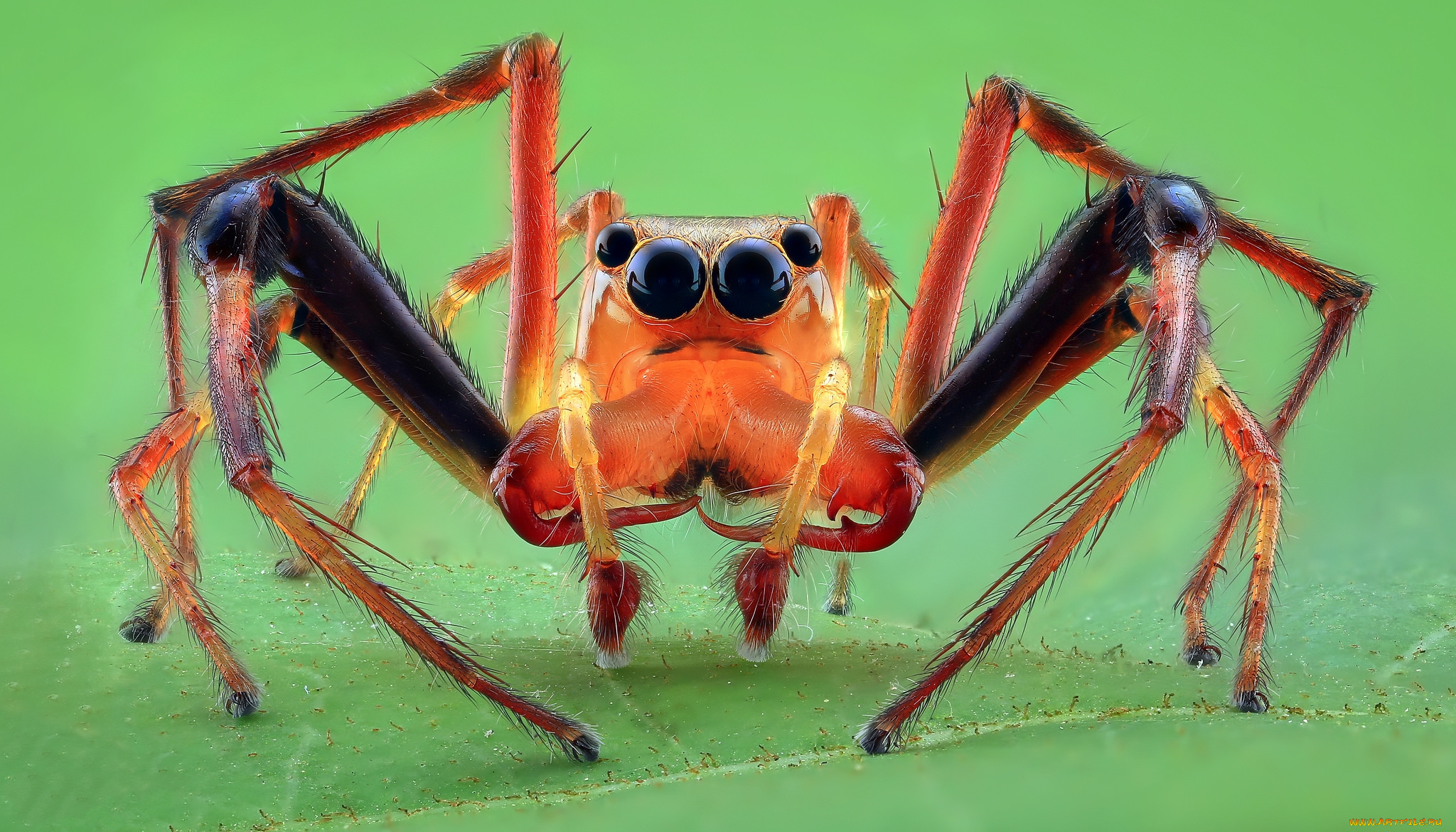 животные, пауки, паучок