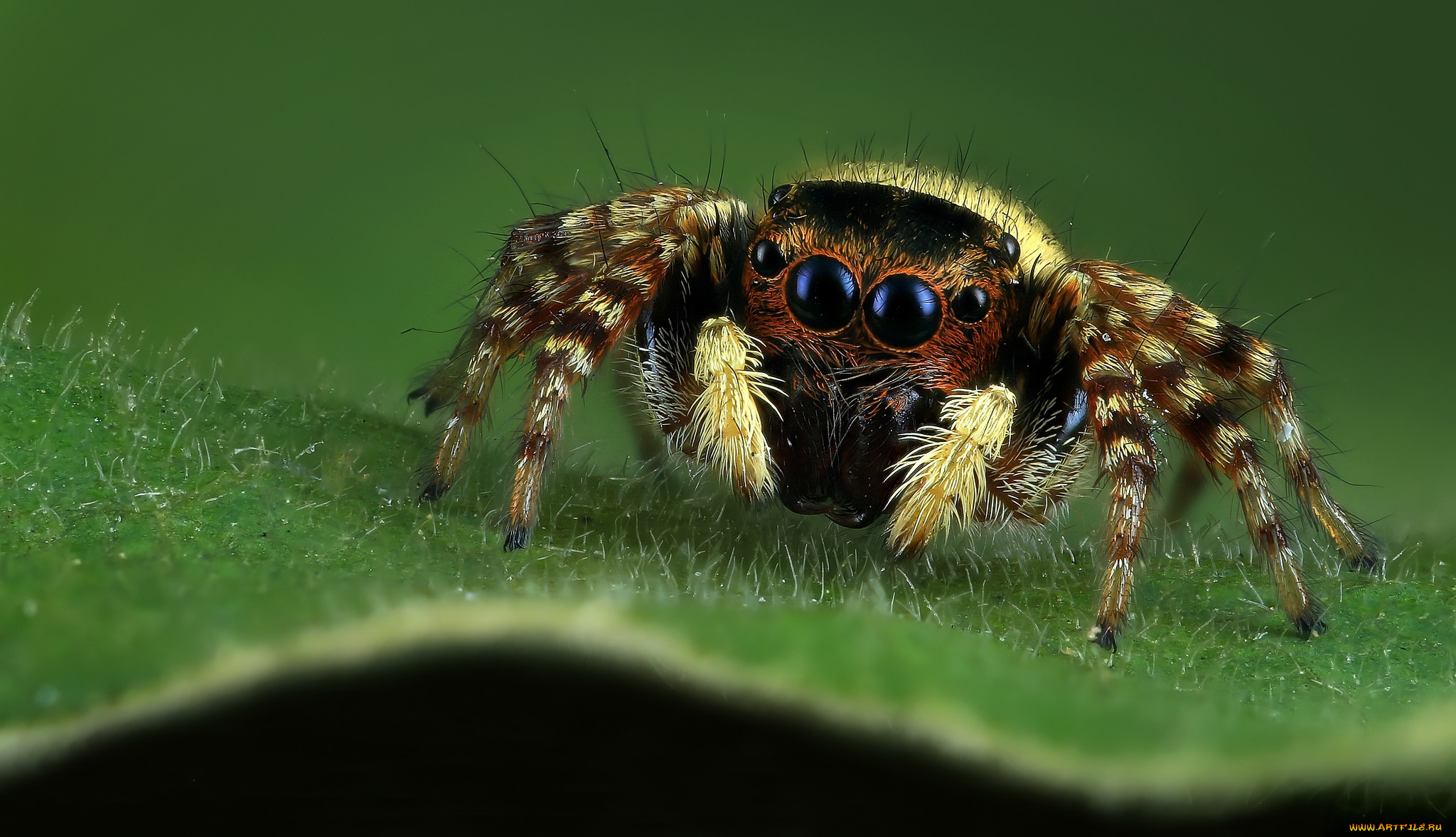 животные, пауки, паучок