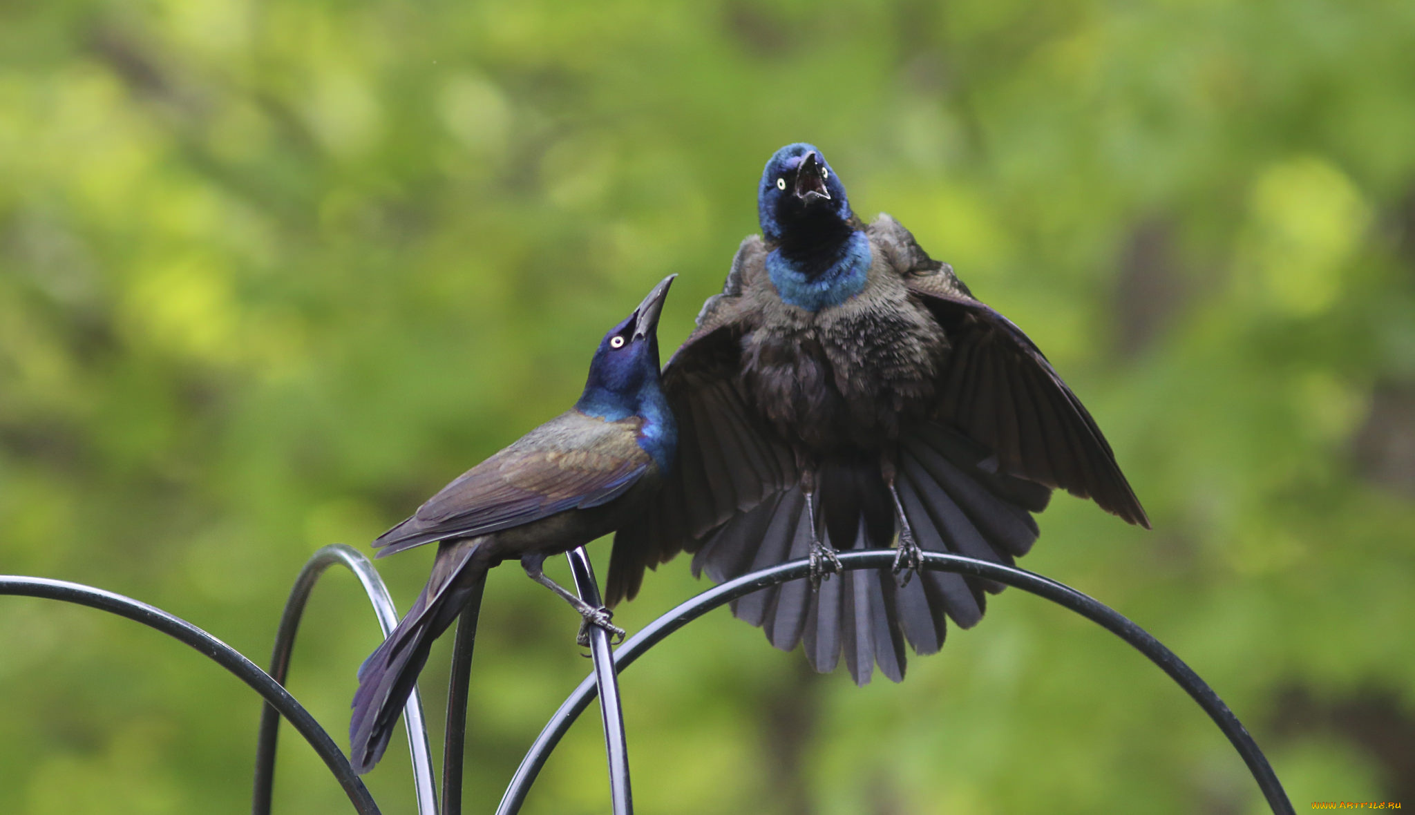 животные, птицы, пара
