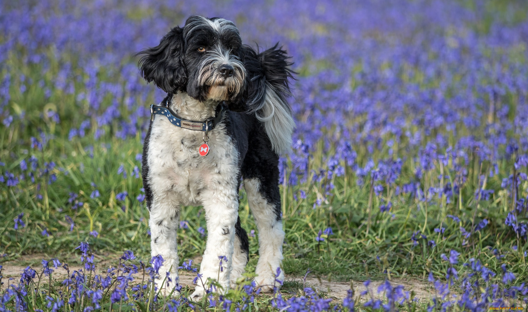 животные, собаки, пес
