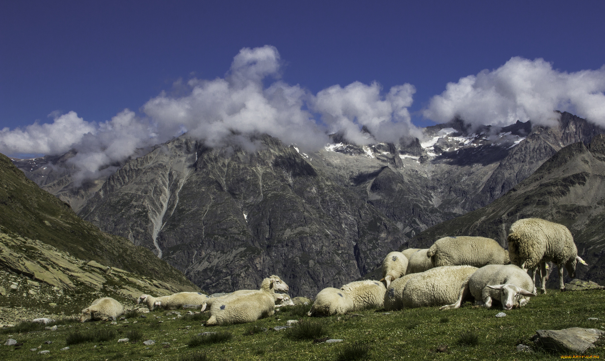 животные, овцы, , бараны, горы