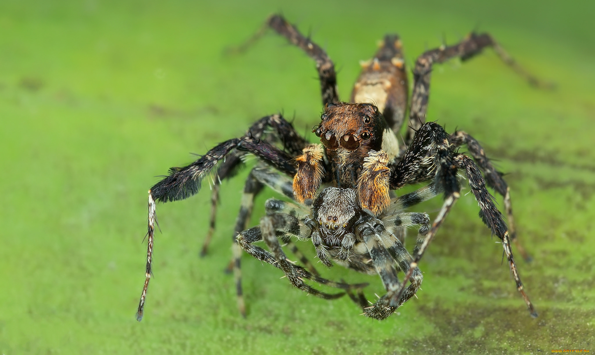 животные, пауки, паучок