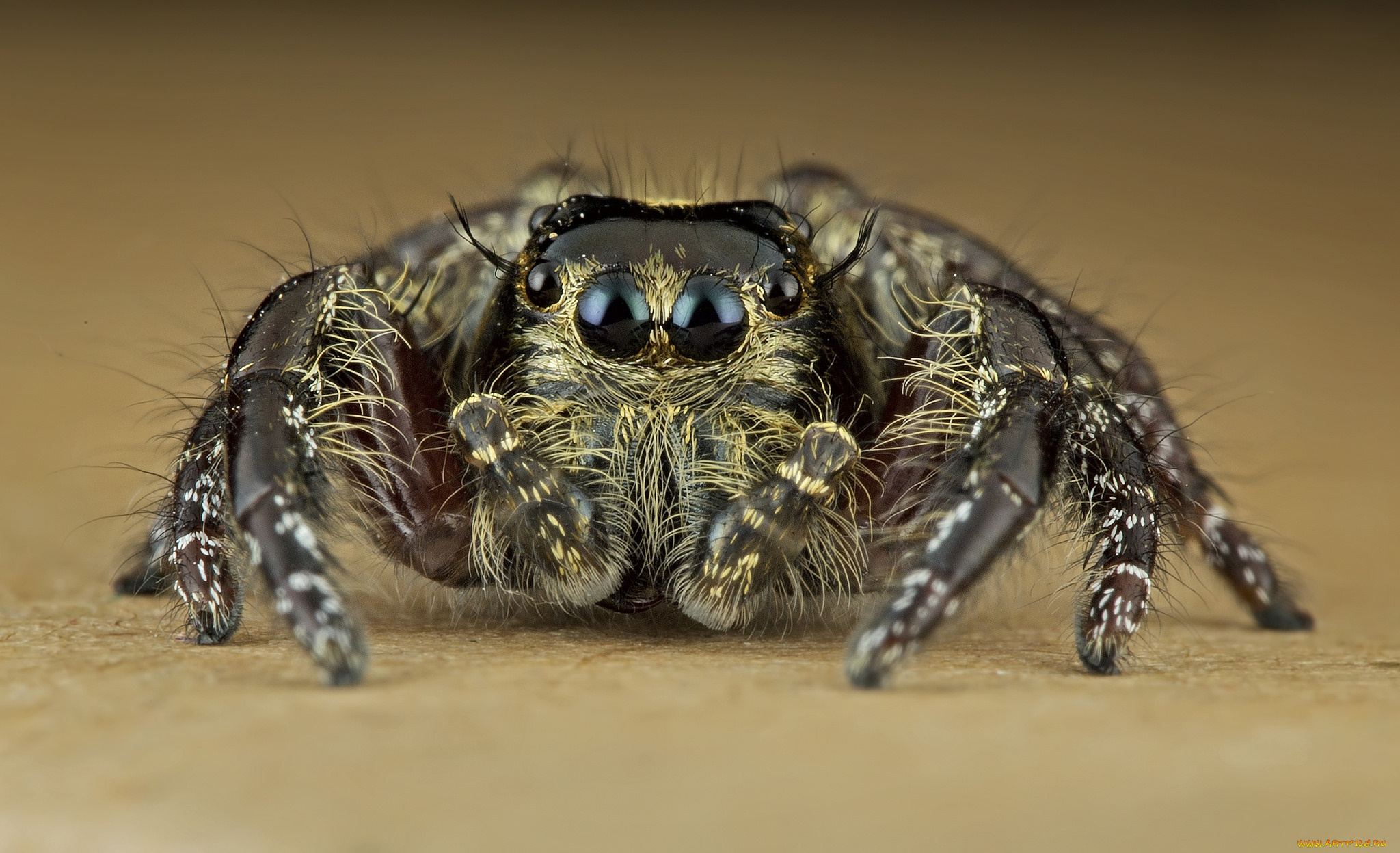животные, пауки, паучок