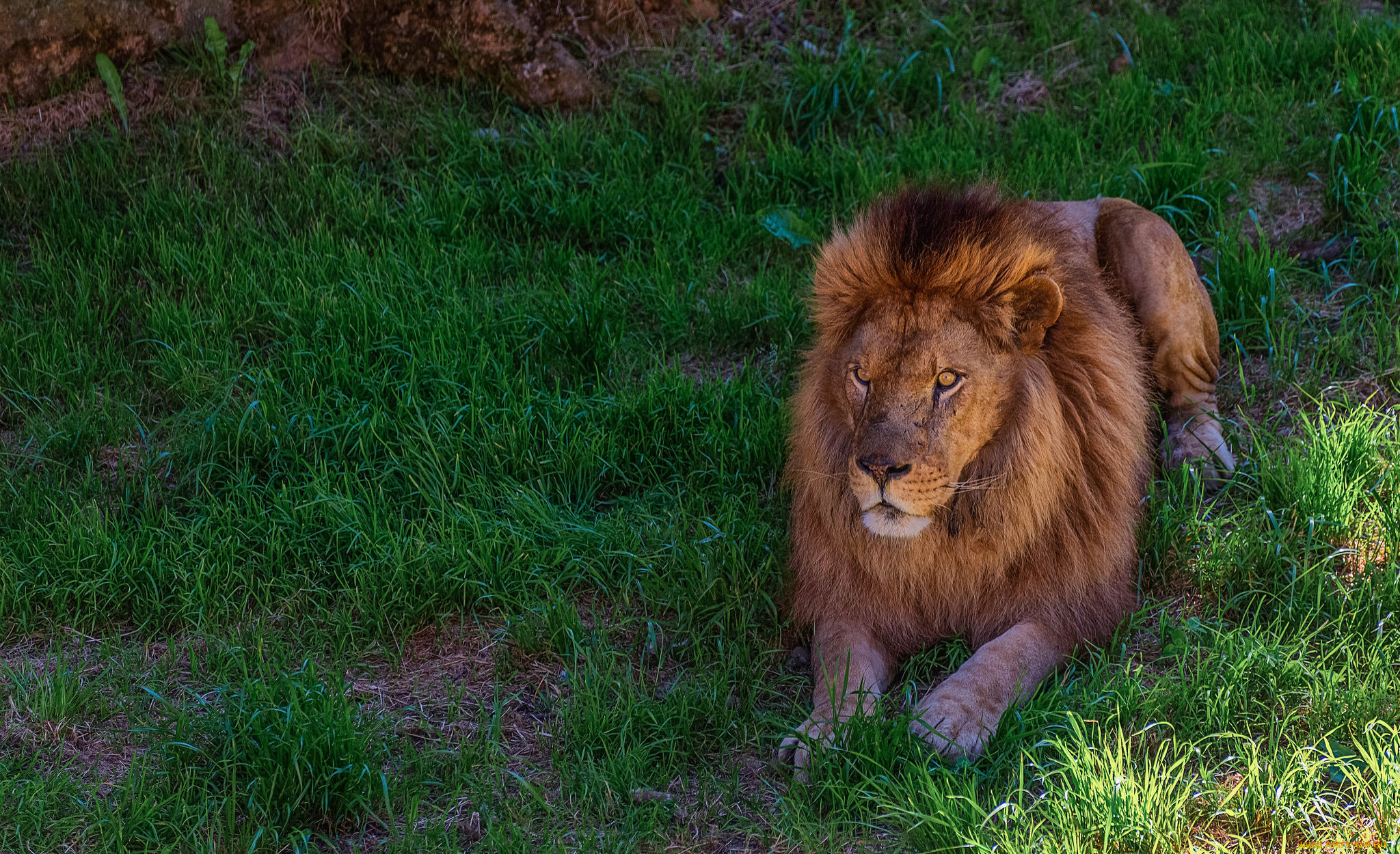 животные, львы, лев