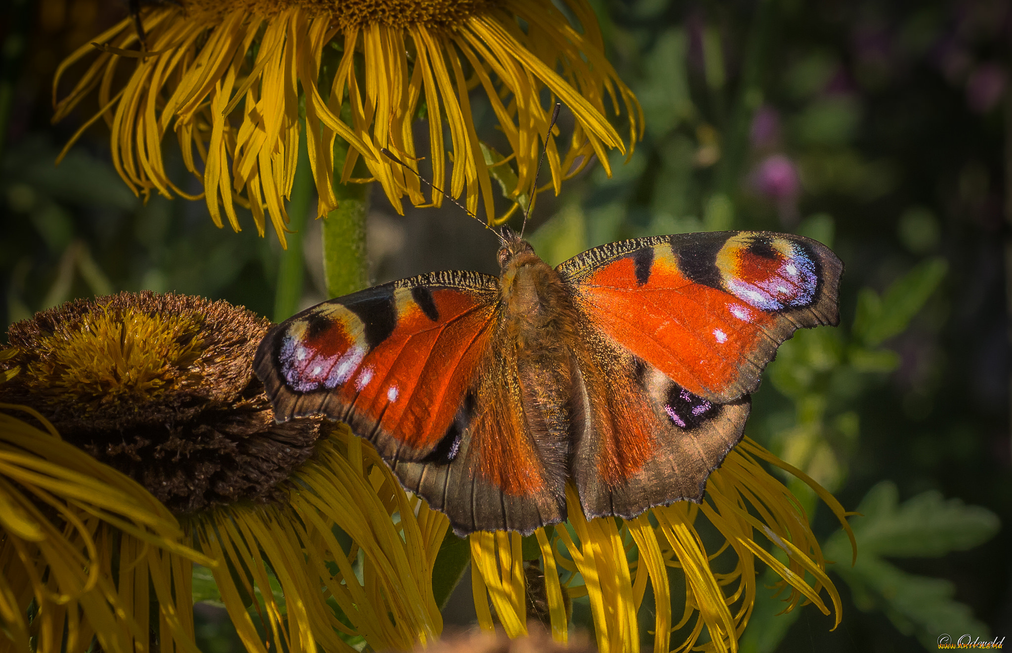 животные, бабочки, , мотыльки, , моли, усики, крылья, бабочка, фон, насекомое, травинка, макро
